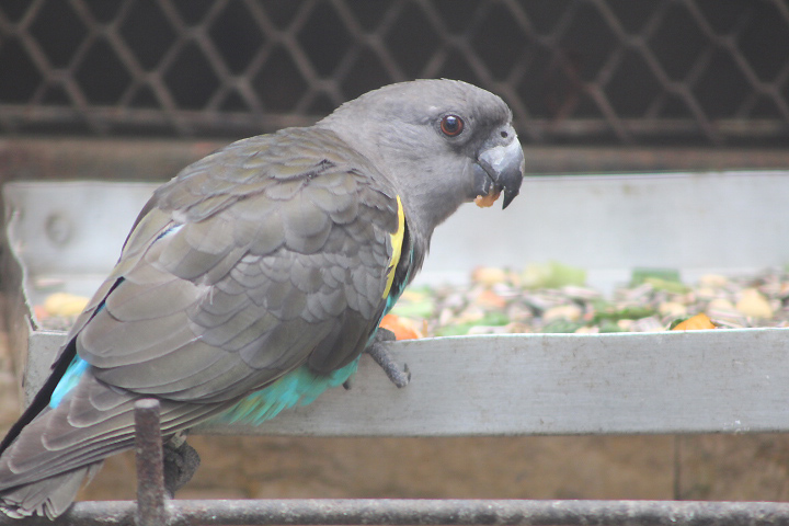 Damaraland Meyer's parrot (Poicephalus meyeri damarensis)