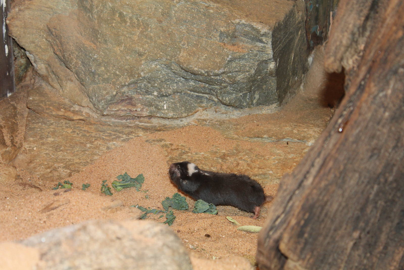 Damaraland Mole Rat - Apr 2014