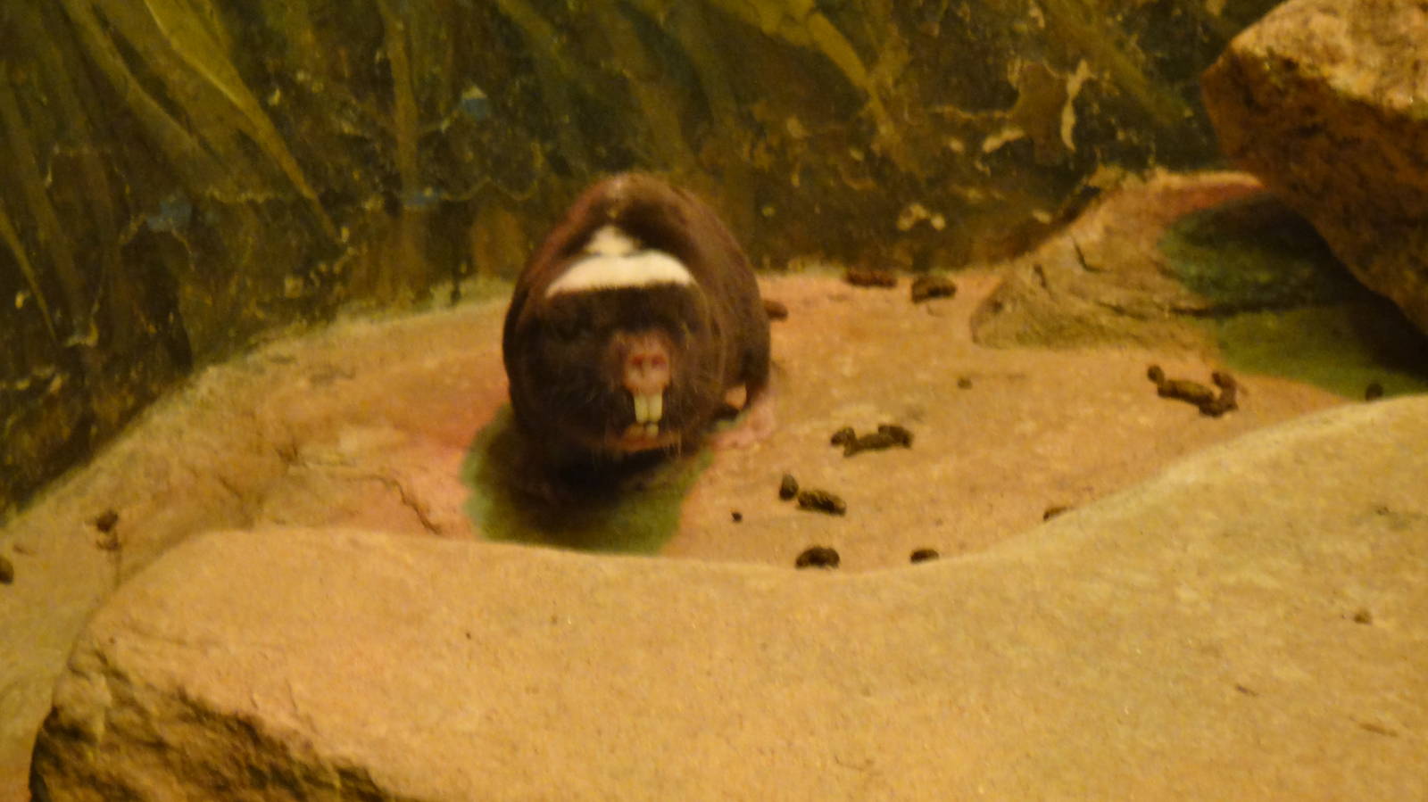 Damaraland mole rat at Bronx zoo 2014-12-29