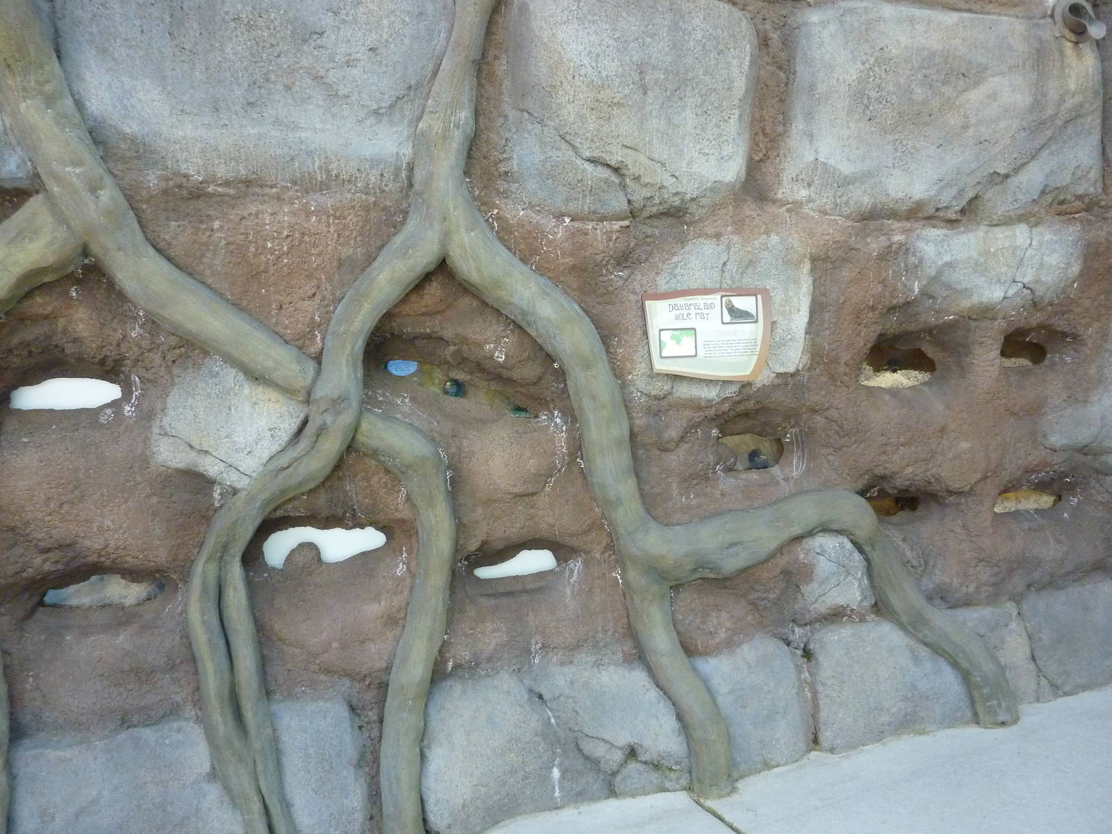 Damaraland Mole Rat Exhibit