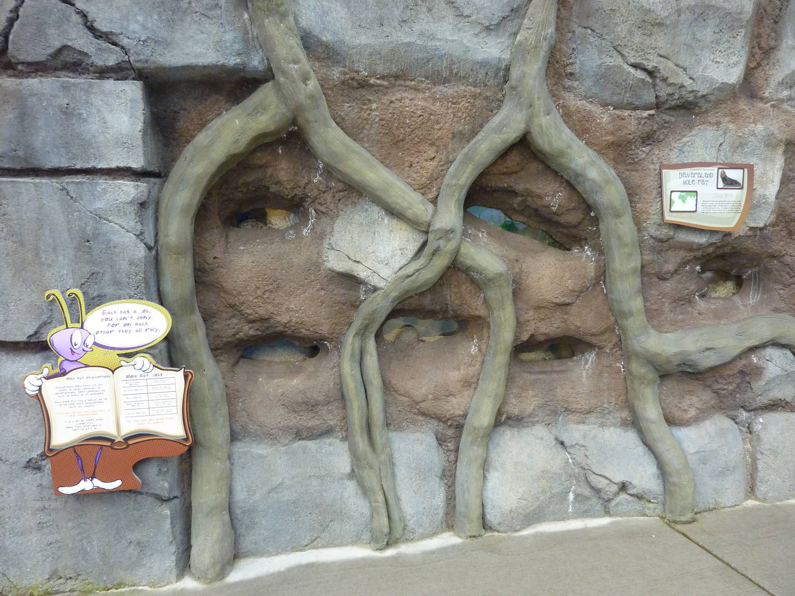 Damaraland Mole Rat Exhibit