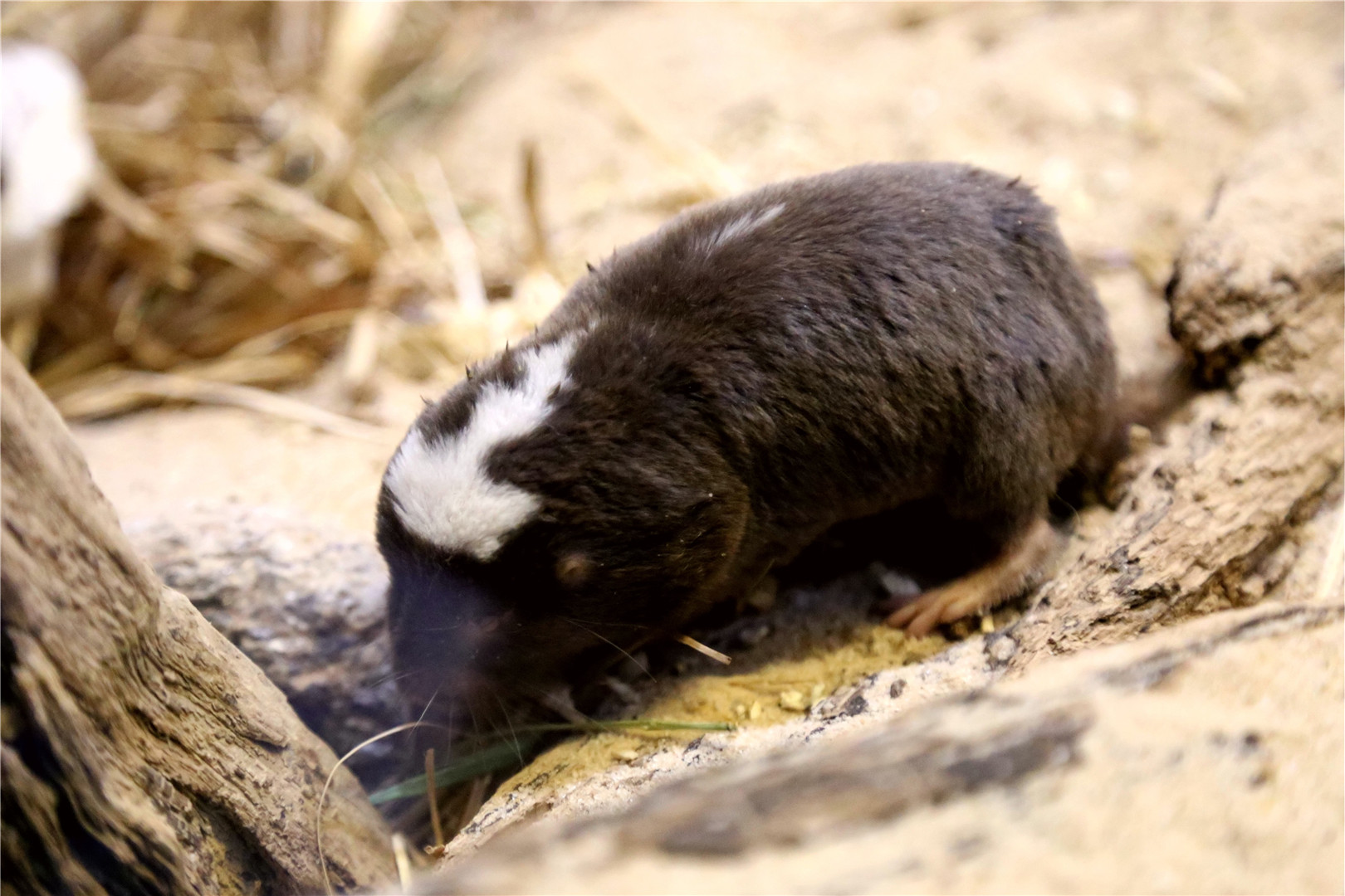 Damaraland mole-rat (Fukomys damarensis)