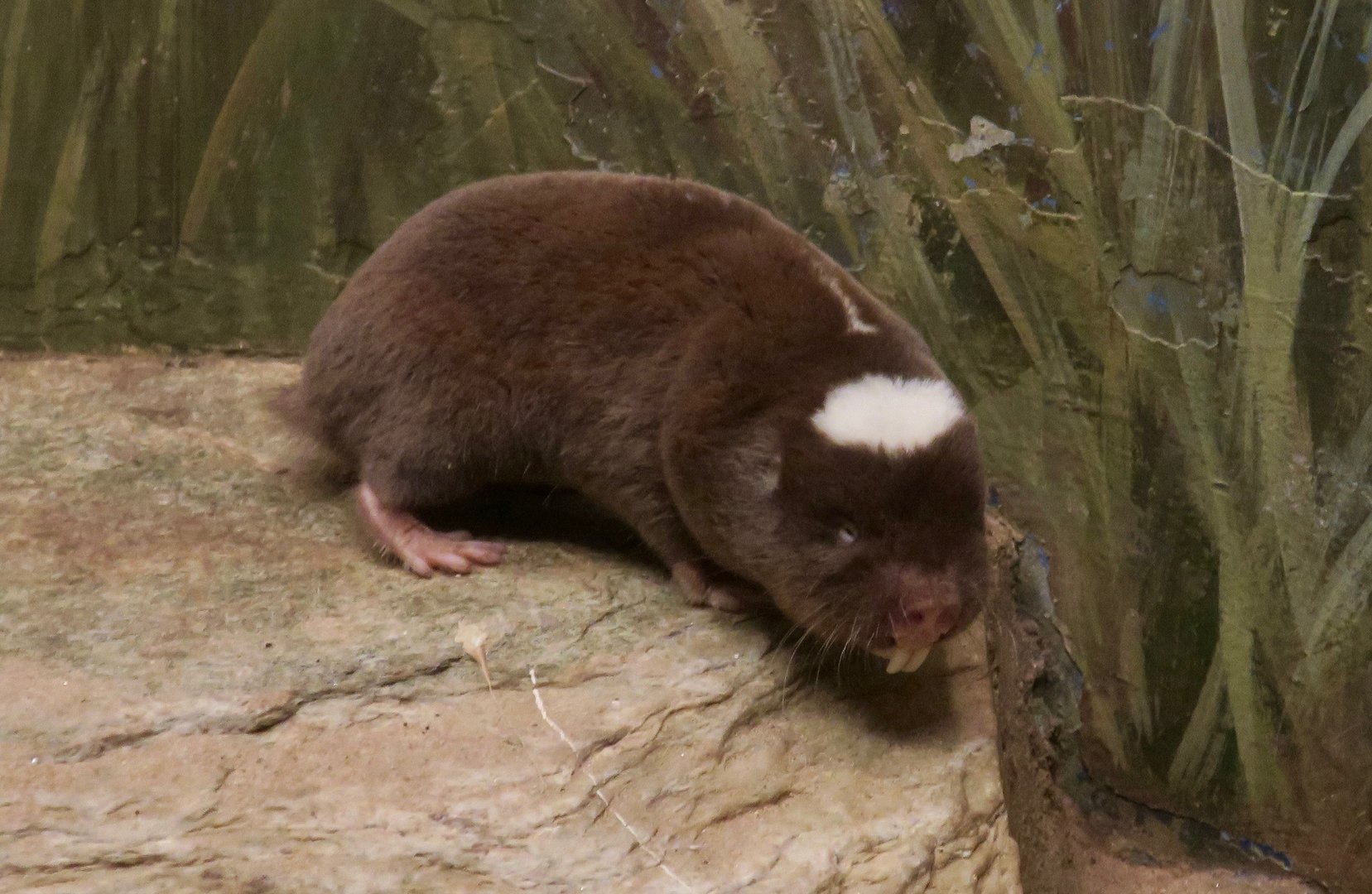 Damaraland Mole-Rat (Fukomys damarensis)