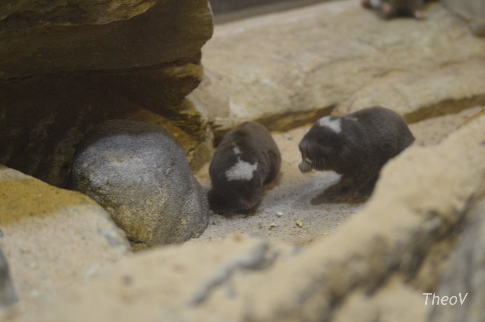 Damaraland mole-rat - Mouse House [2017]