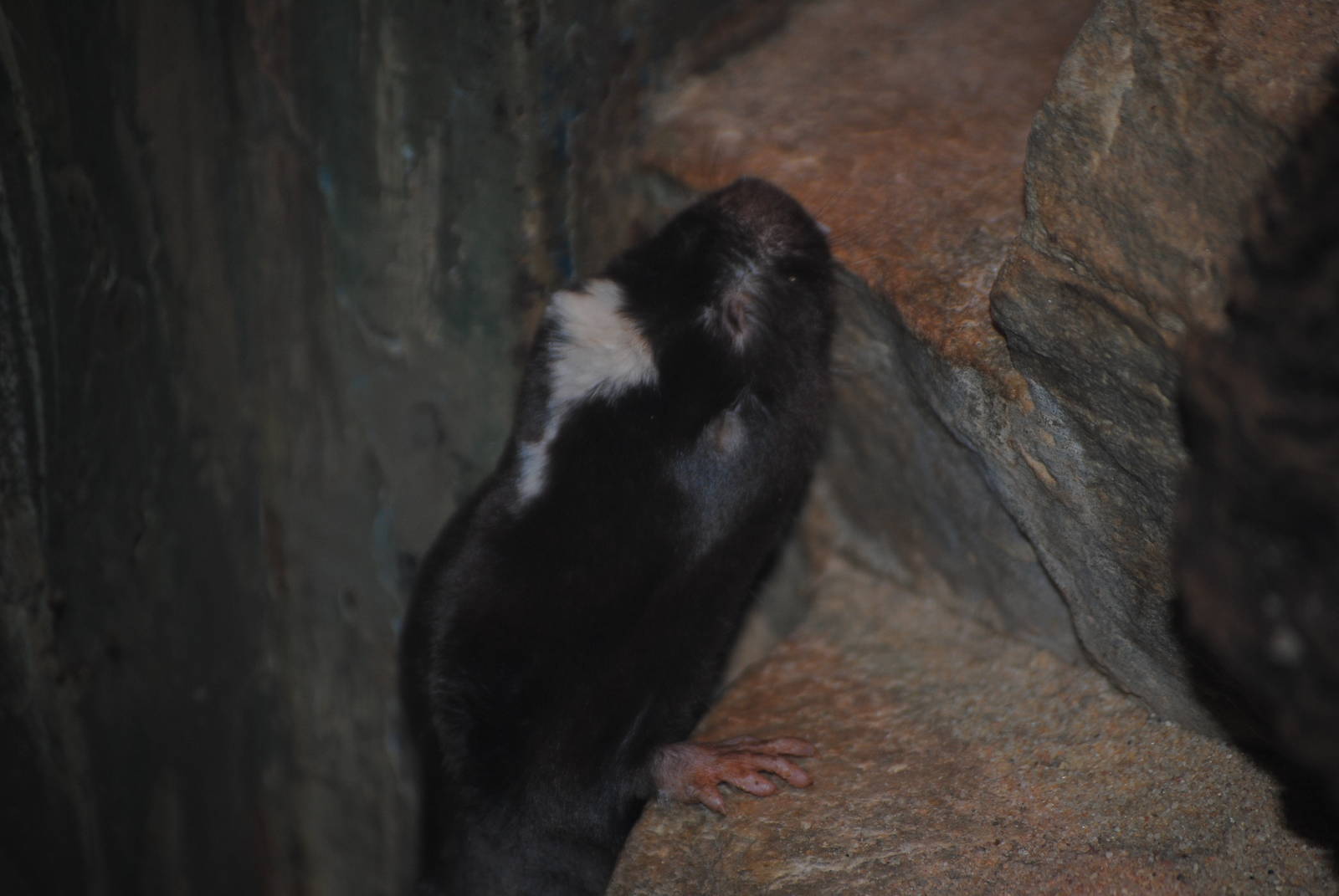 Damaraland Mole Rat