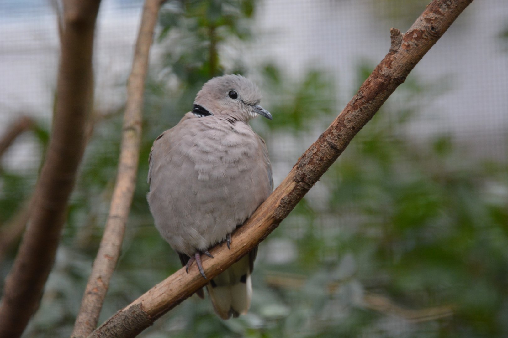 Damaraland turtle dove (Streptopelia capicola damarensis)