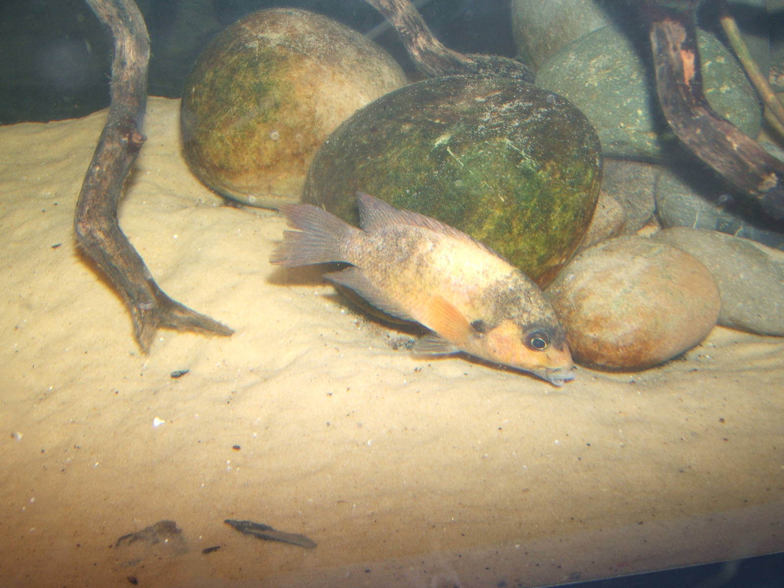 Damba Mena (Paretroplus damii)