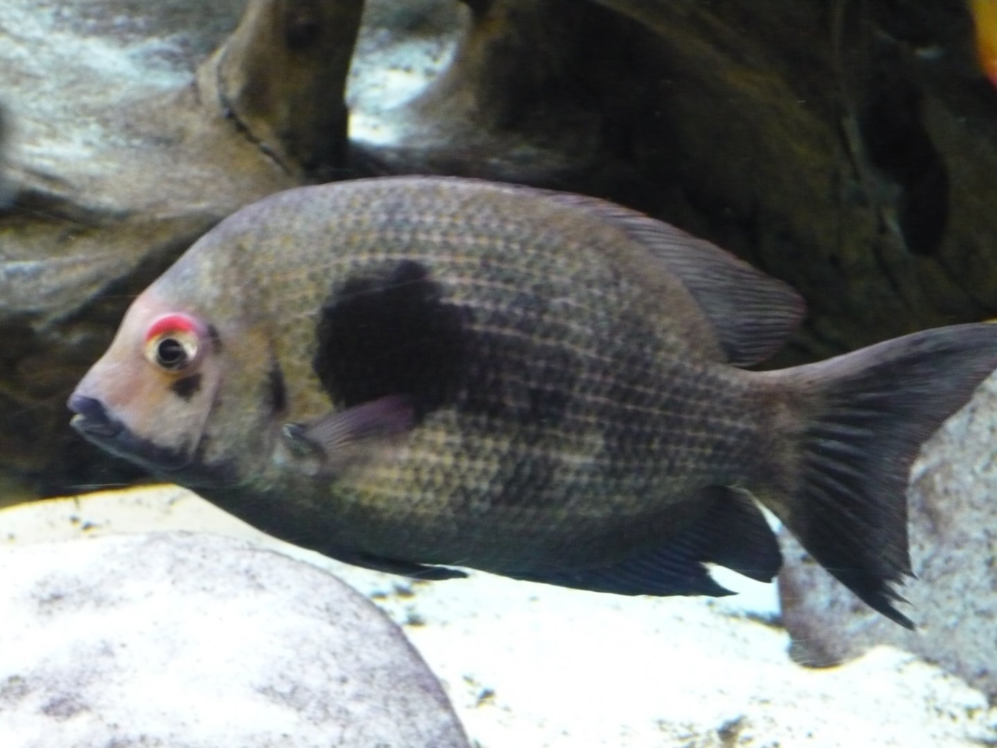 Damba mipentina (Paretroplus maculatus)