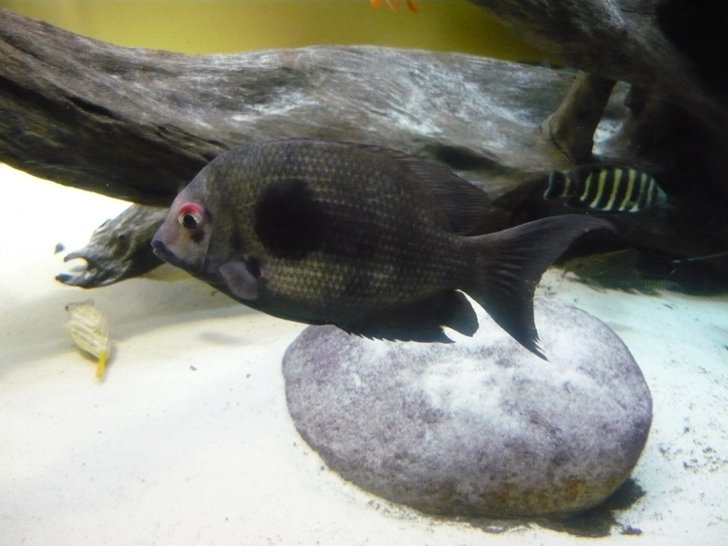 Damba mipentina (Paretroplus maculatus)