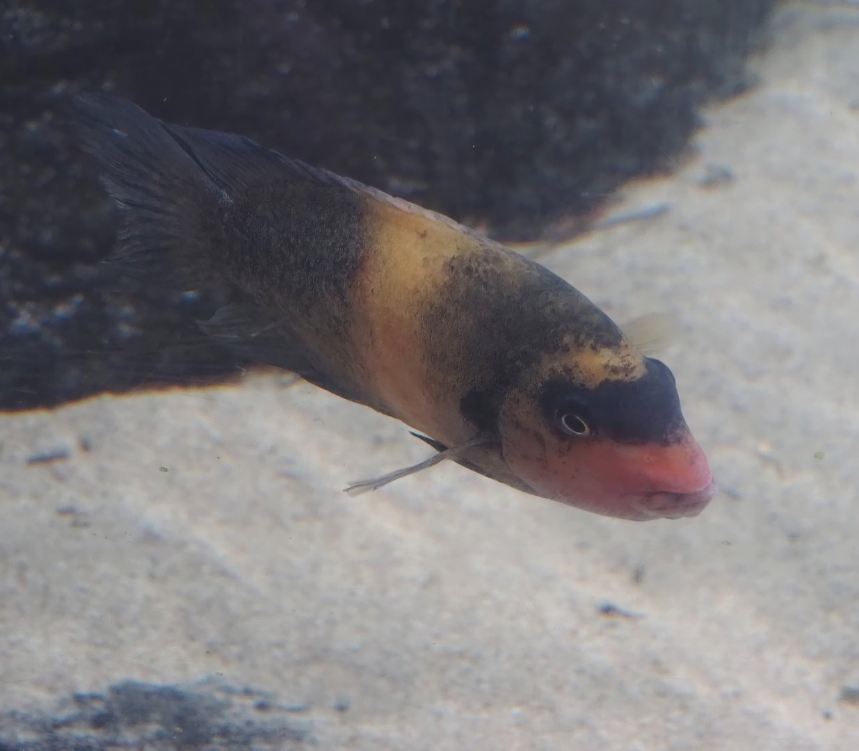 Damba (Paretroplus damii), 2024-06-30