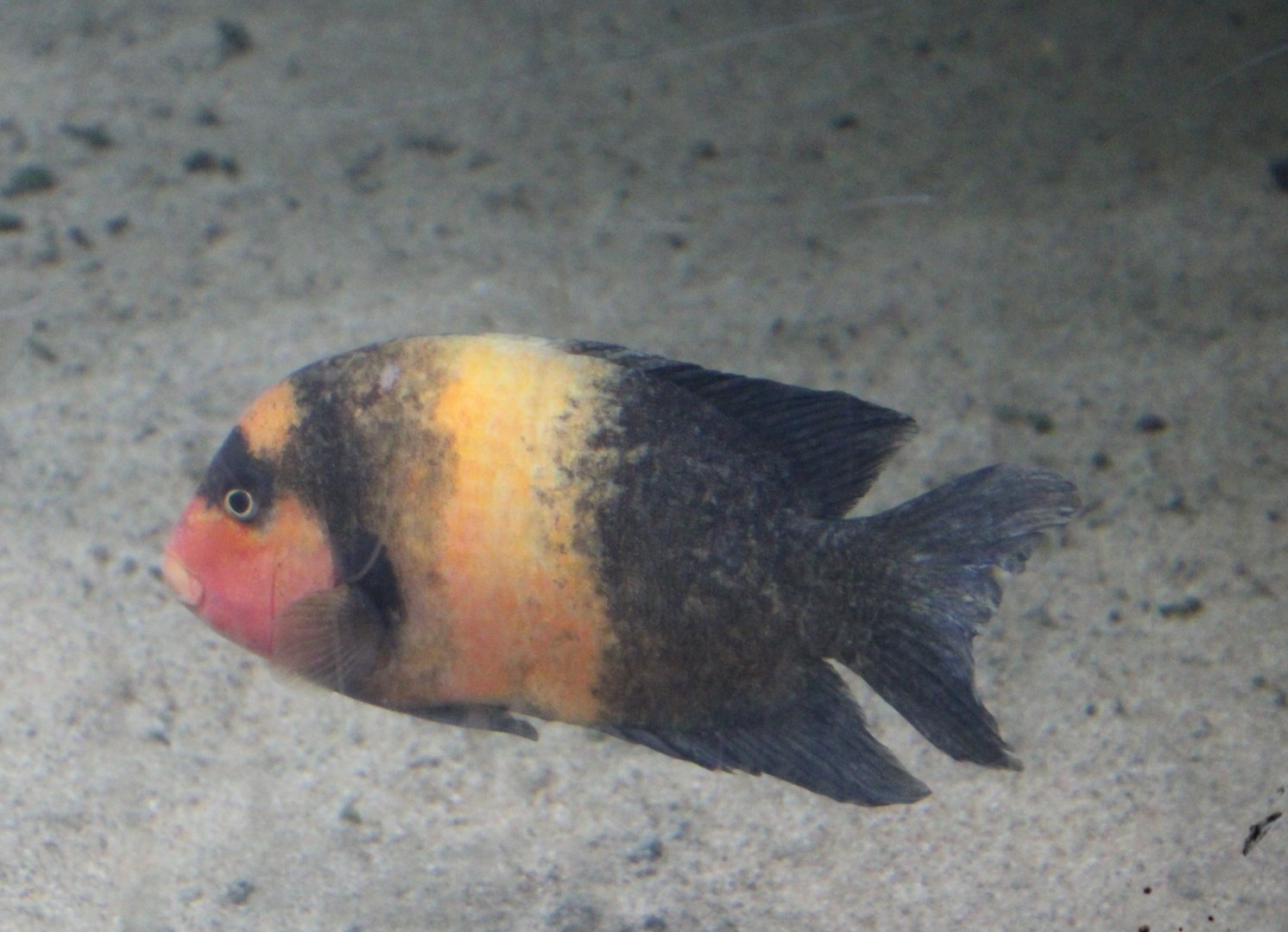 Damba - Paretroplus damii