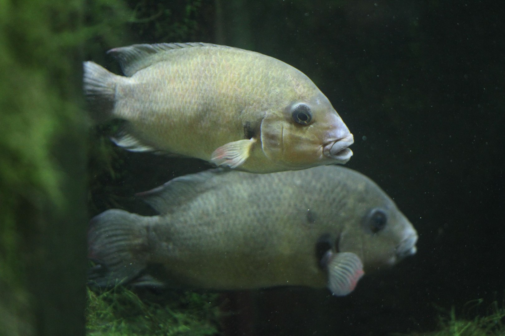 Damba (Paretroplus damii)