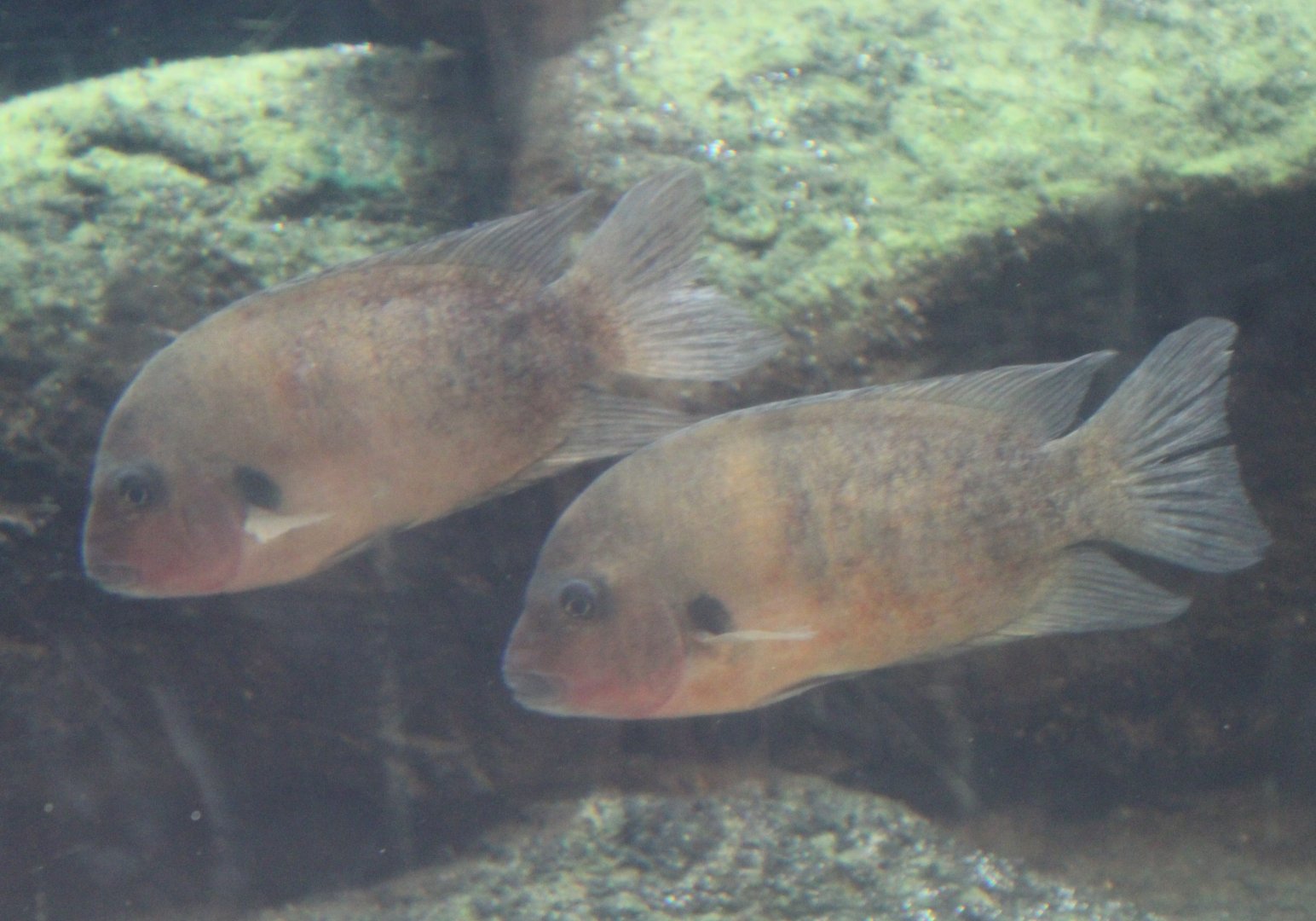 Damba's - Paretroplus damii