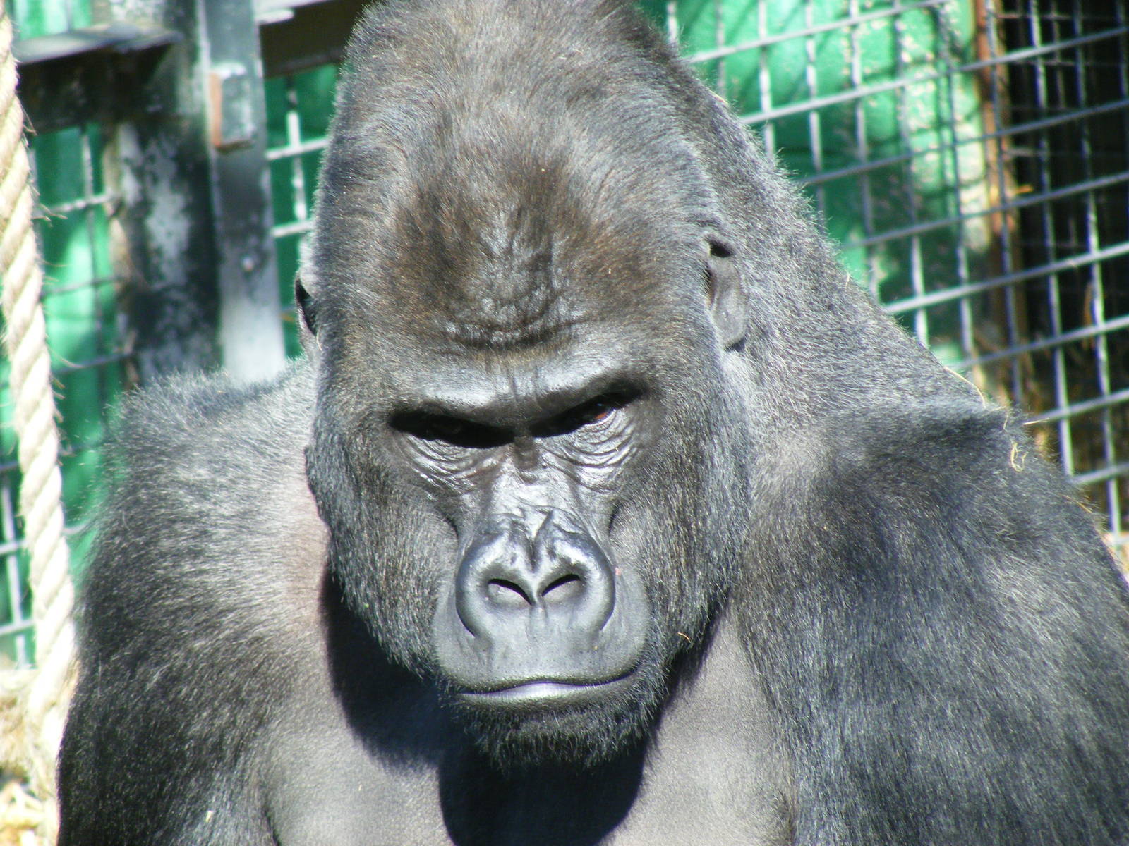 Damisi the gorilla at Chessington Zoo, 24 May 2009