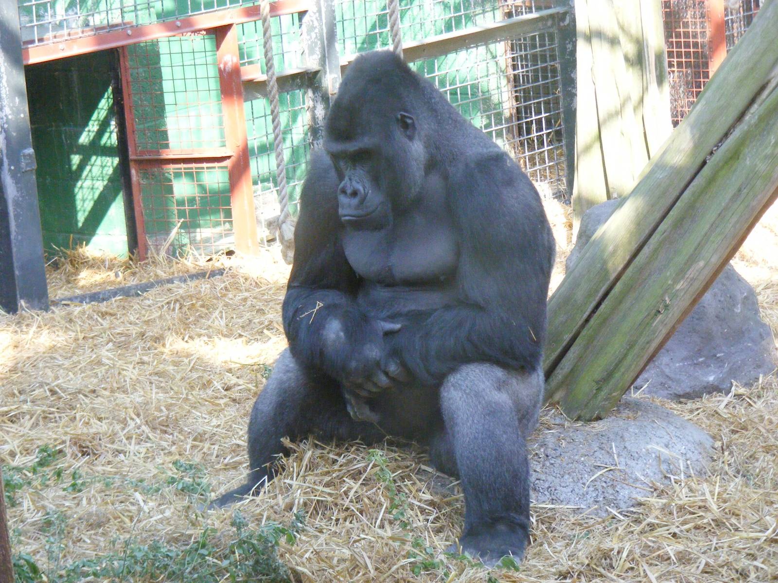 Damisi the gorilla at Chessington Zoo, 24 May 2009