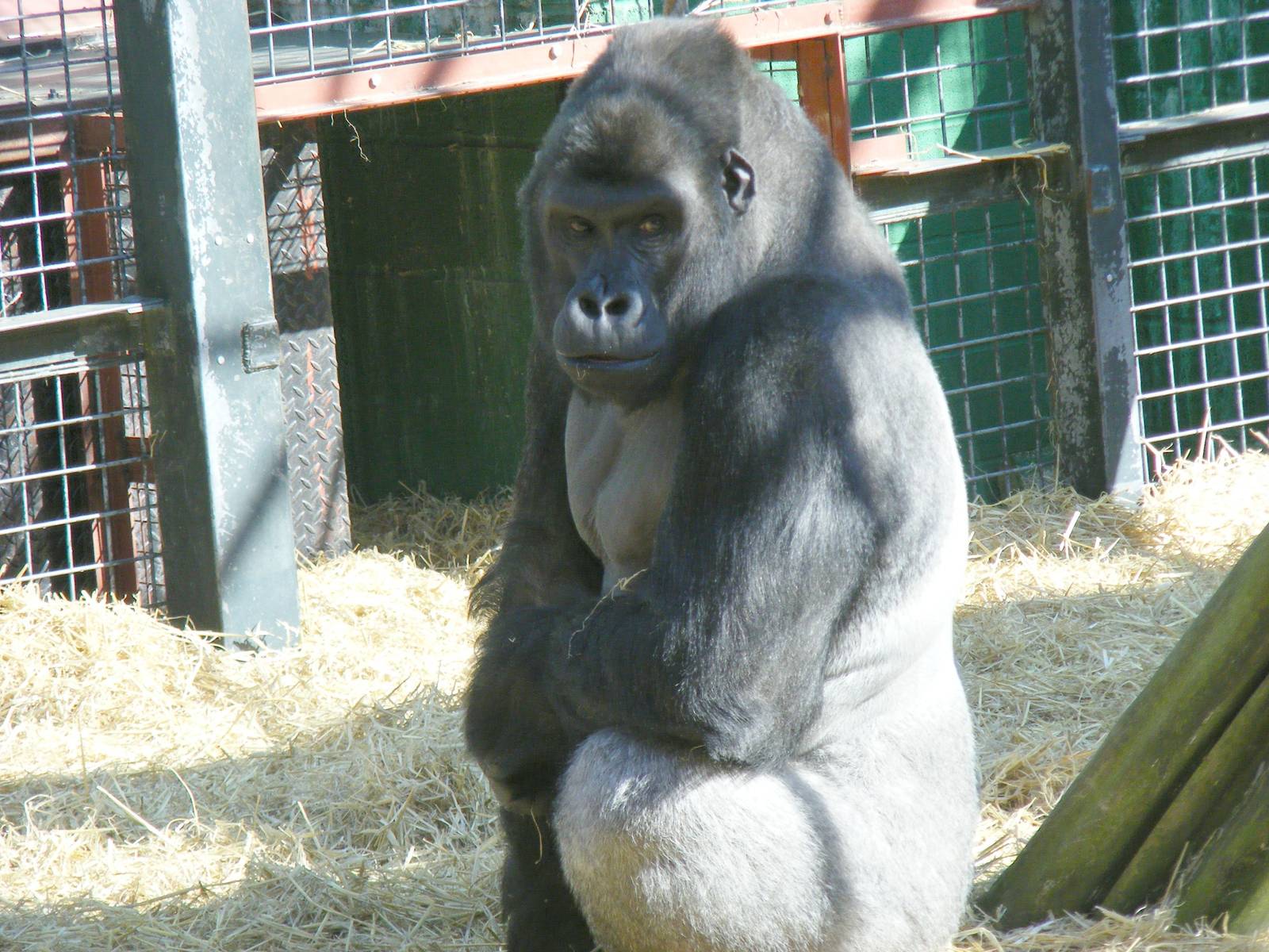 Damisi the gorilla at Chessington Zoo, 7 March 2010