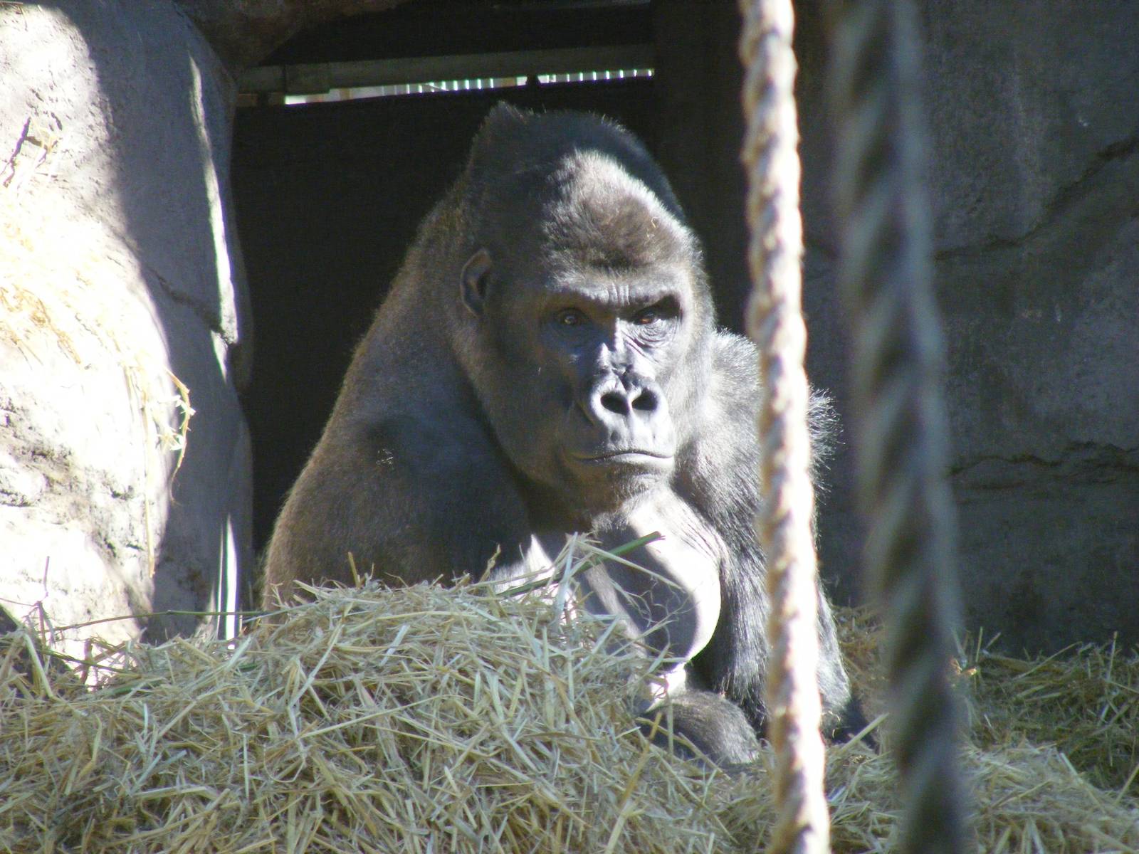 Damisi the gorilla at Chessington Zoo, 7 March 2010