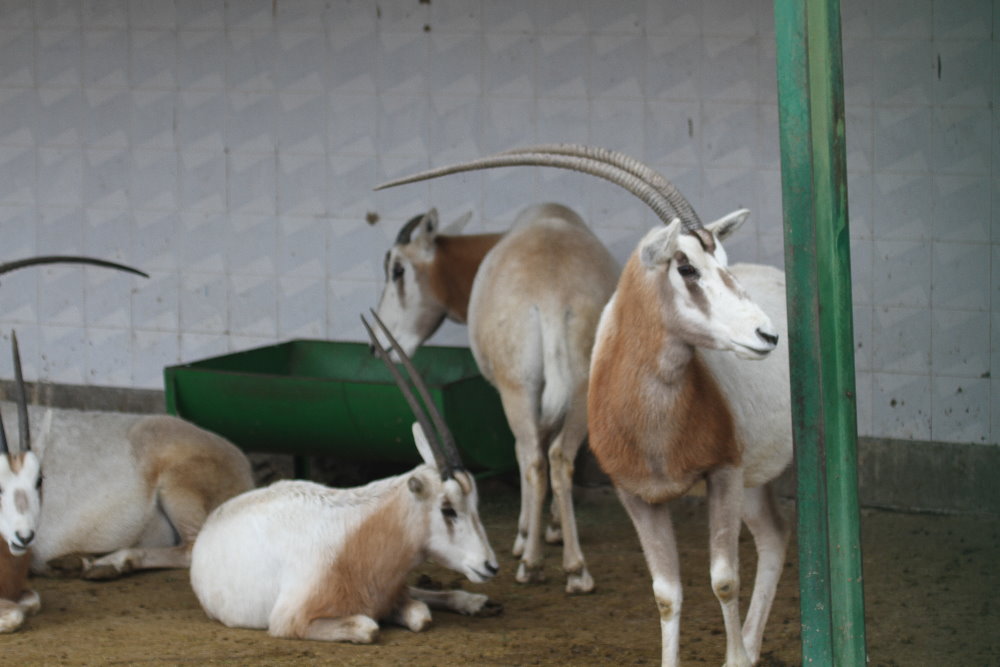 dammah oryx(Mashhad zoo)