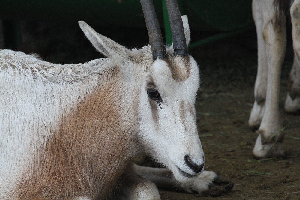 dammah oryx(Mashhad zoo)