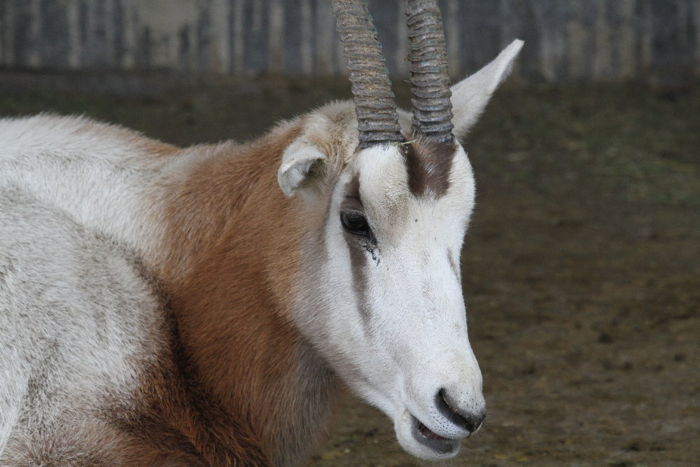 dammah oryx (Mashhad zoo)