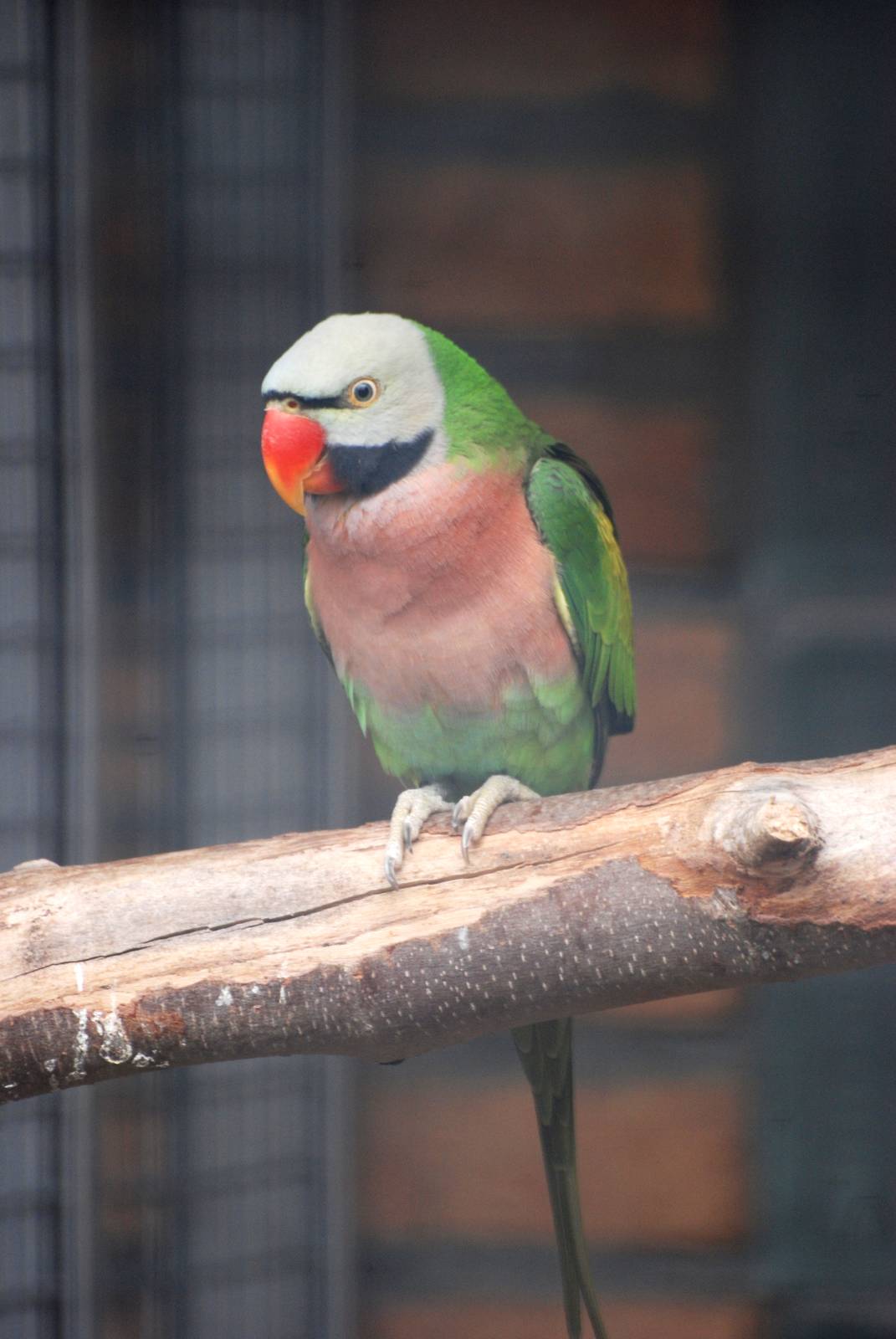 Dammerman's Moustached Parakeet at Avifauna, 04/06/12