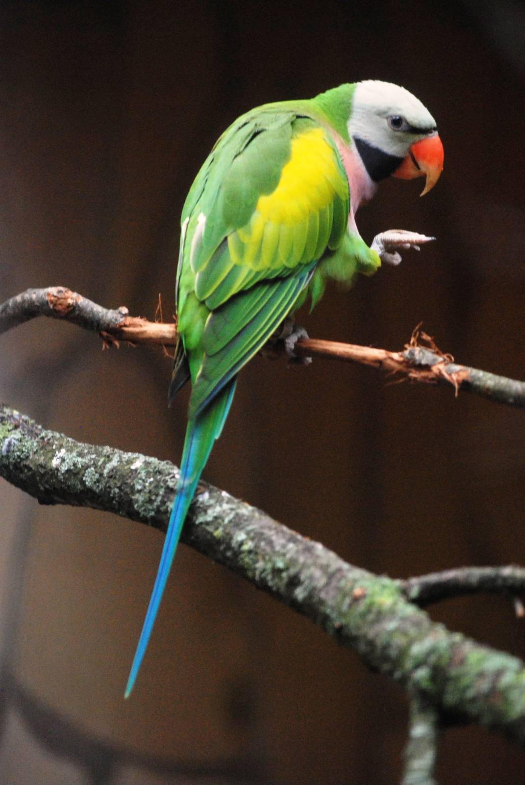 Dammerman's Moustached Parakeet at Walsrode, 22/03/13