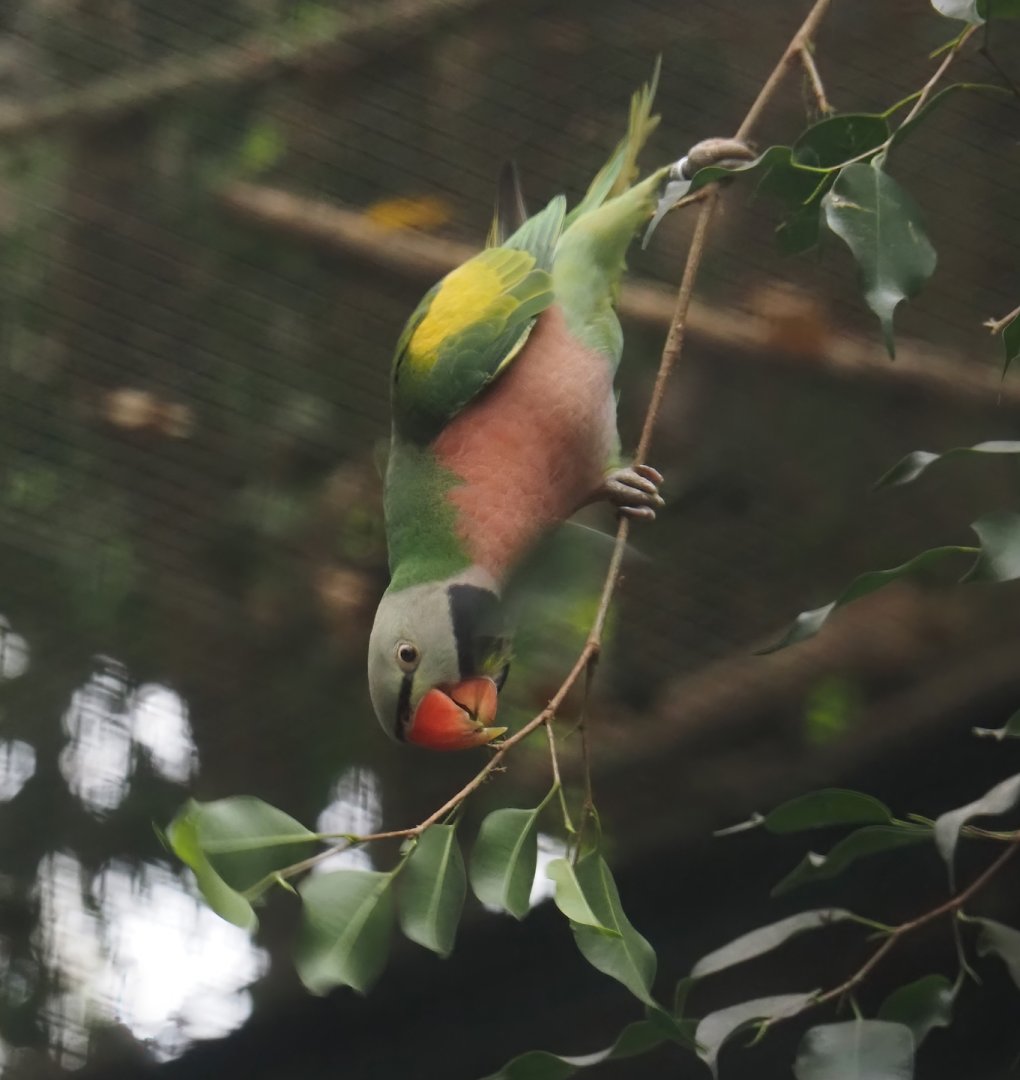 Dammerman's moustached parakeet (Psittacula alexandri dammermani), 2024-05-22