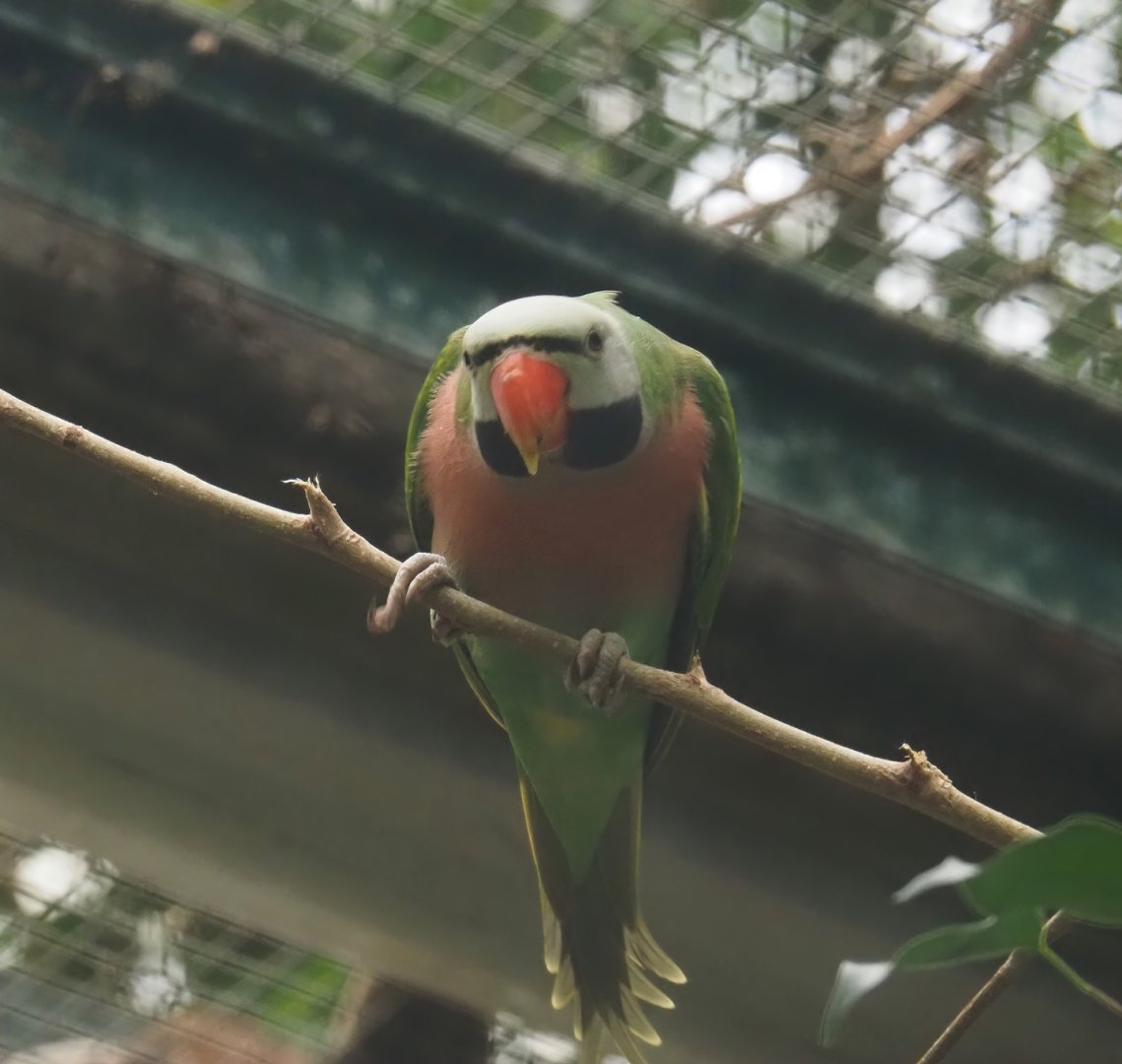 Dammerman's moustached parakeet (Psittacula alexandri dammermani), 2024-05-22
