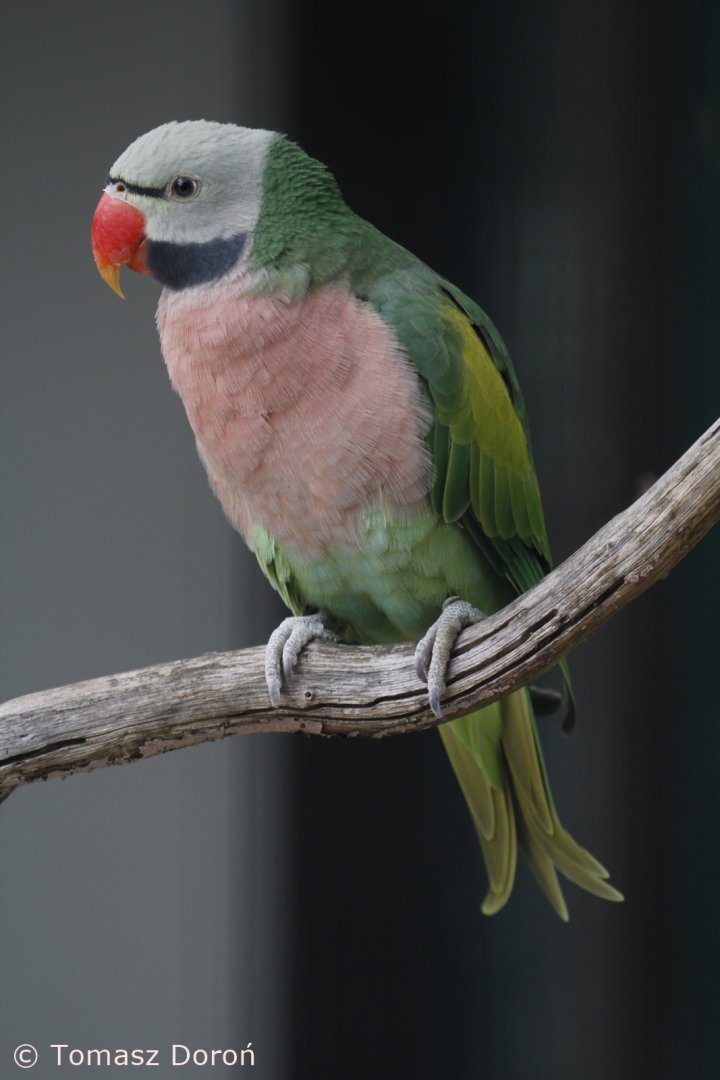 Dammerman's Moustached Parakeet (Psittacula alexandri dammermanni), October 2020