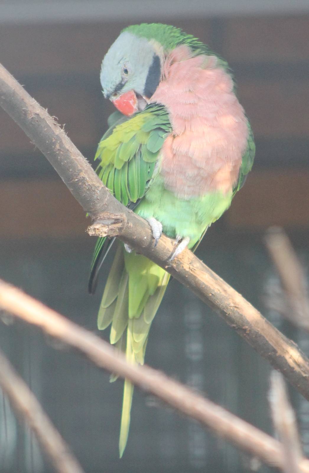 Dammerman's moustached parakeet
