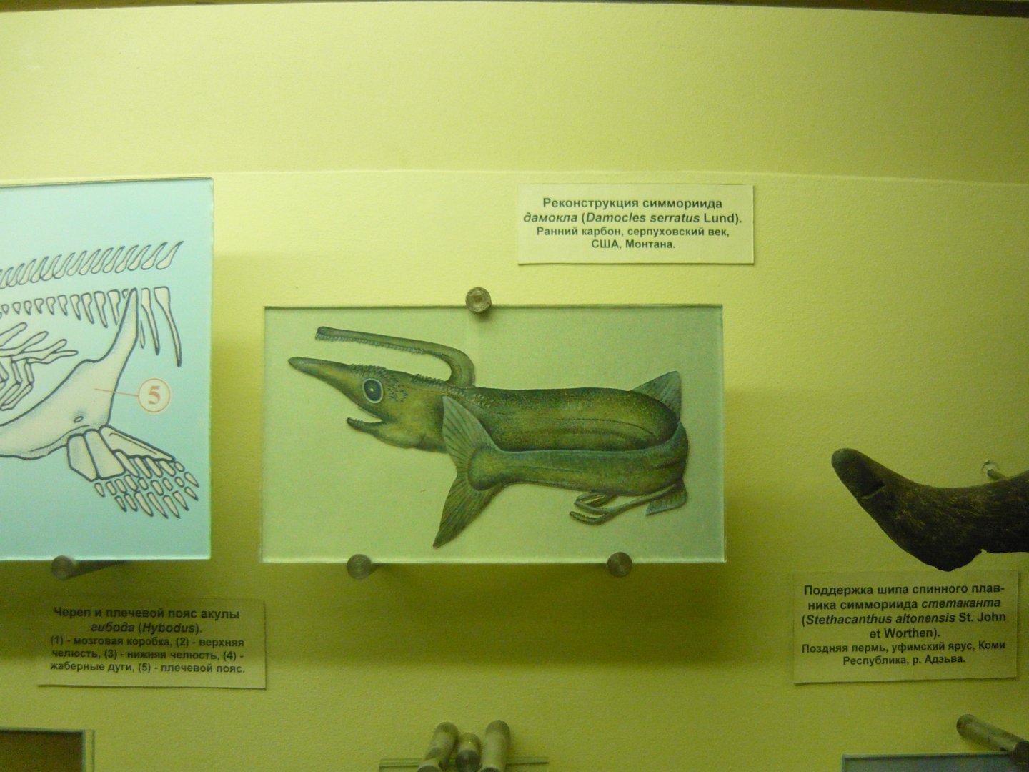 Damocles serratus reconstruction