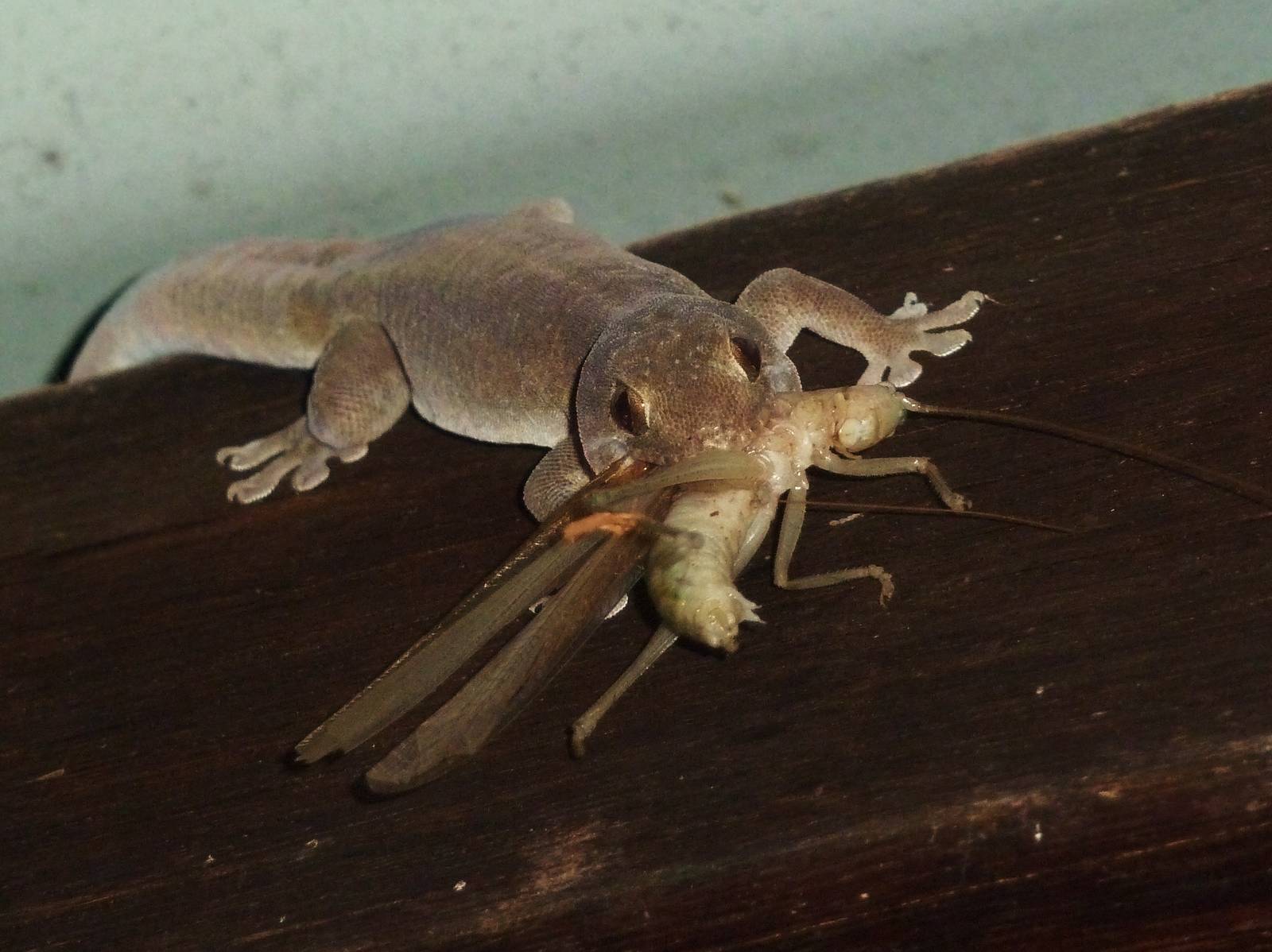 Dampier Peninsula - Asian House Gecko with prey, Cape Leveque 11.11