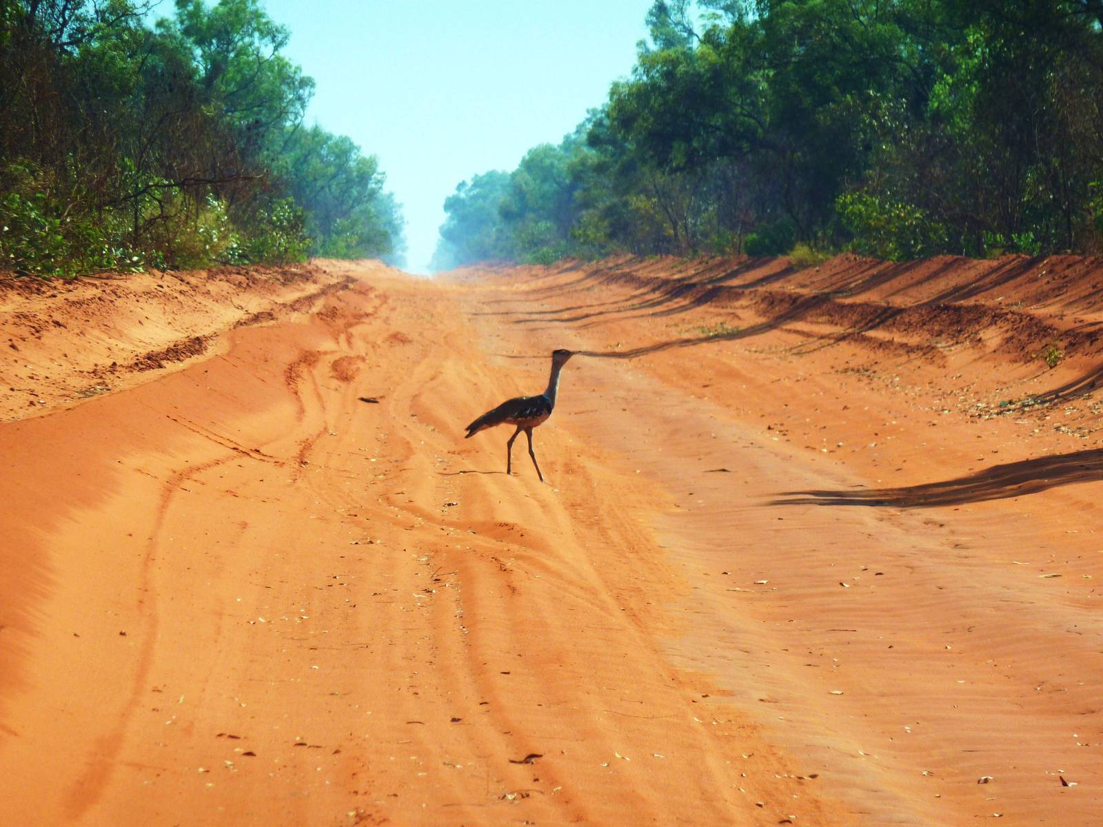 Dampier Peninsula - Australian Bustard on road North of Broome 11.11