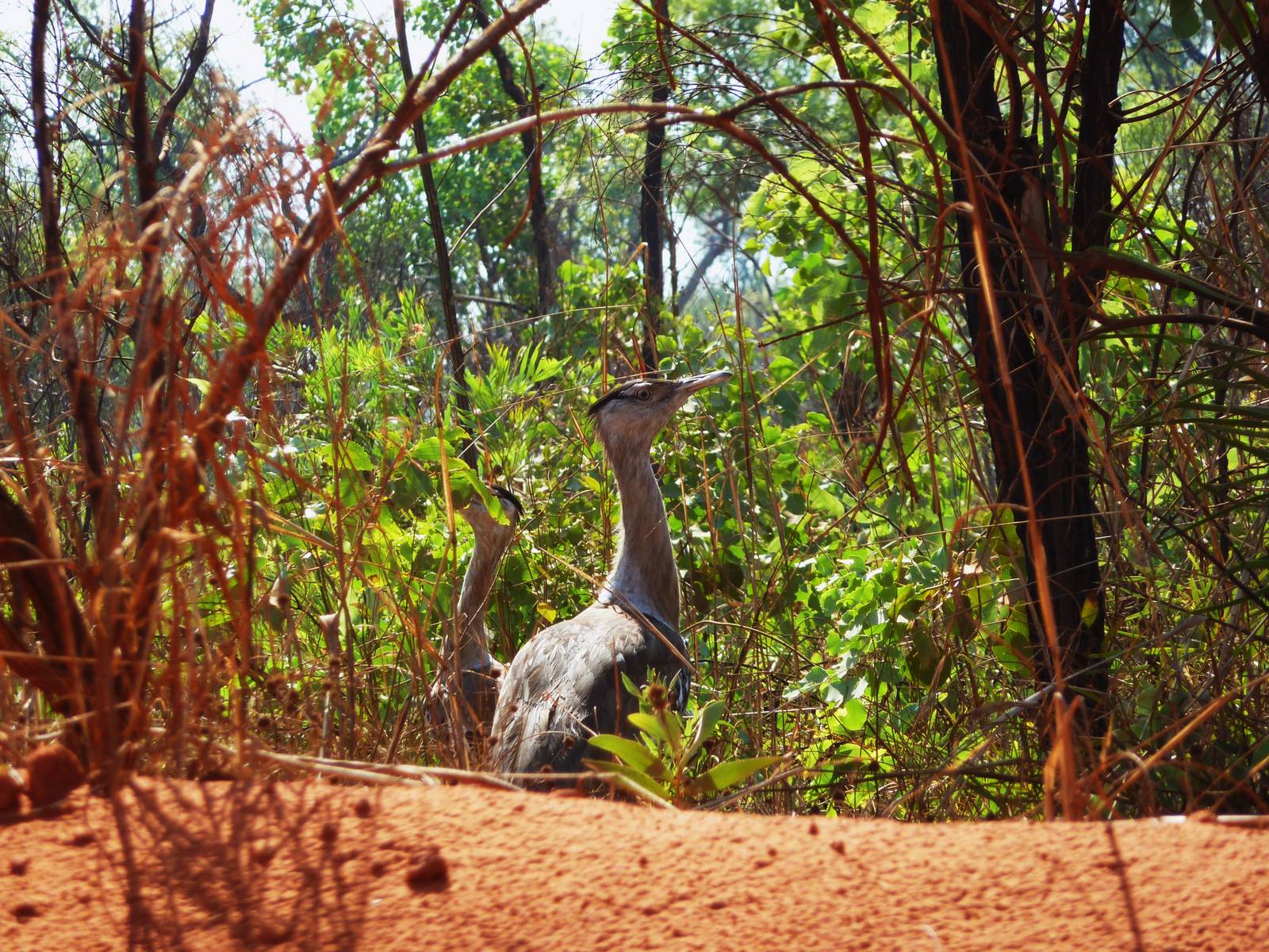 Dampier Peninsula - Australian Bustards, road North of Broome 11.11
