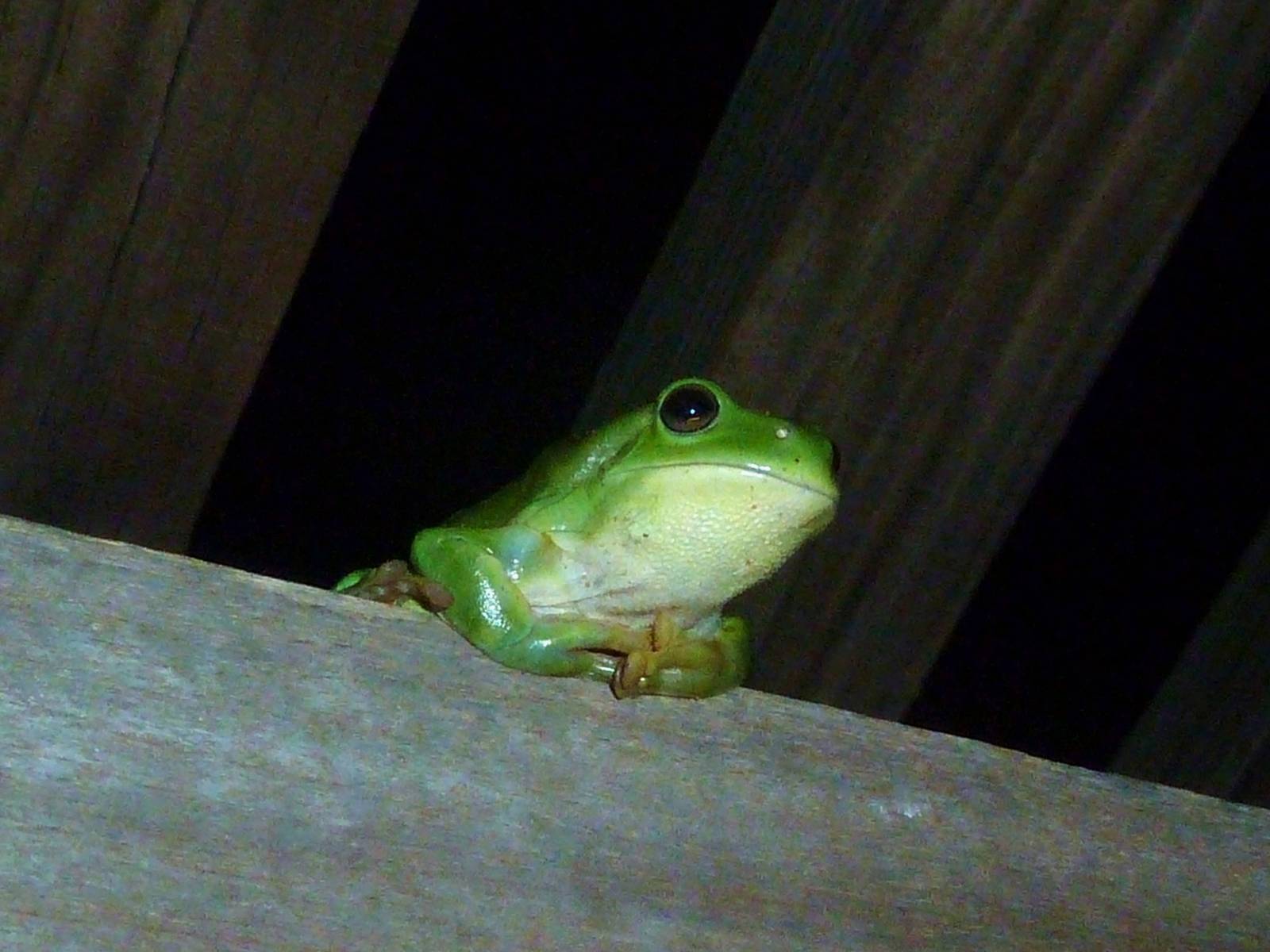 Dampier Peninsula - Green Tree Frog in cabin, Cape Leveque 11.11