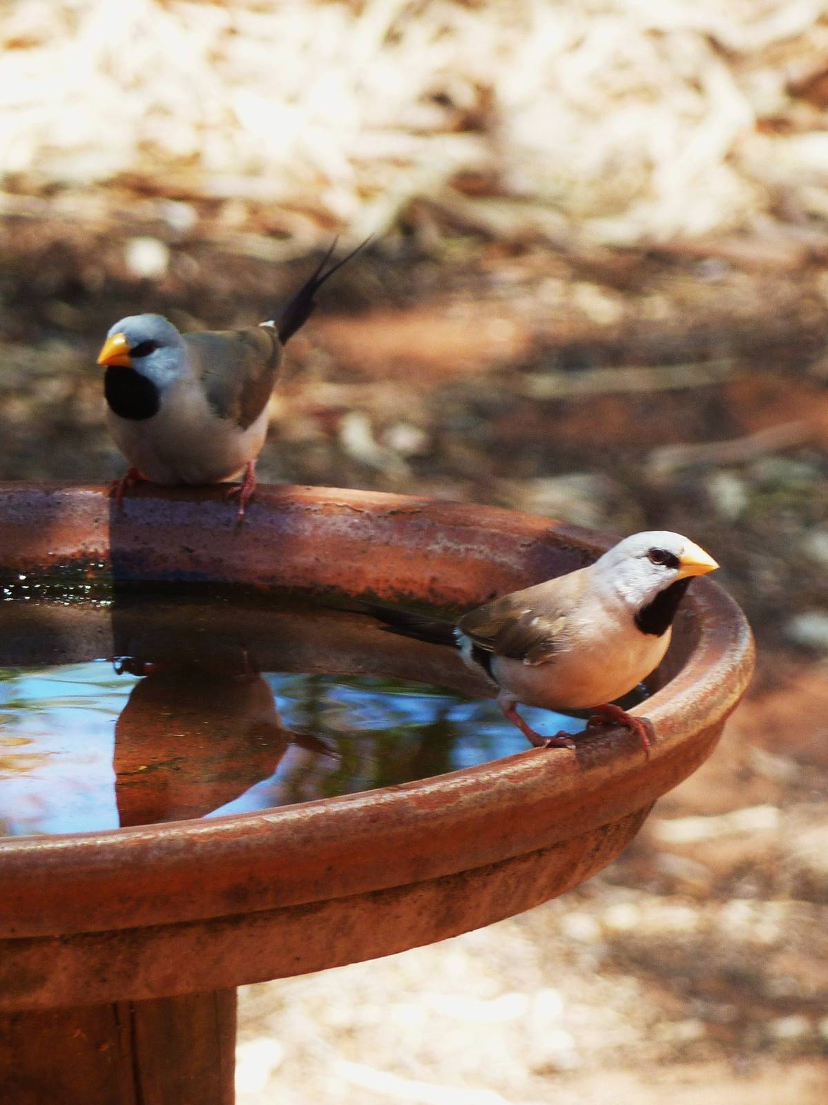 Dampier Peninsula - Long-tailed Finches 2, Cape Leveque 11.11