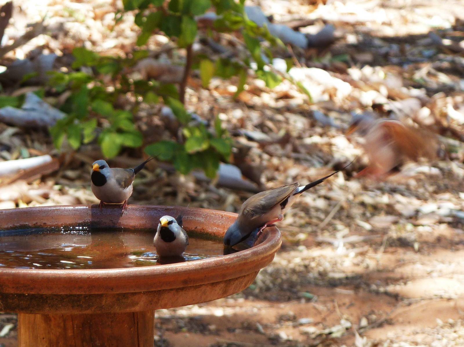 Dampier Peninsula - Long-tailed Finches Cape Leveque 11.11