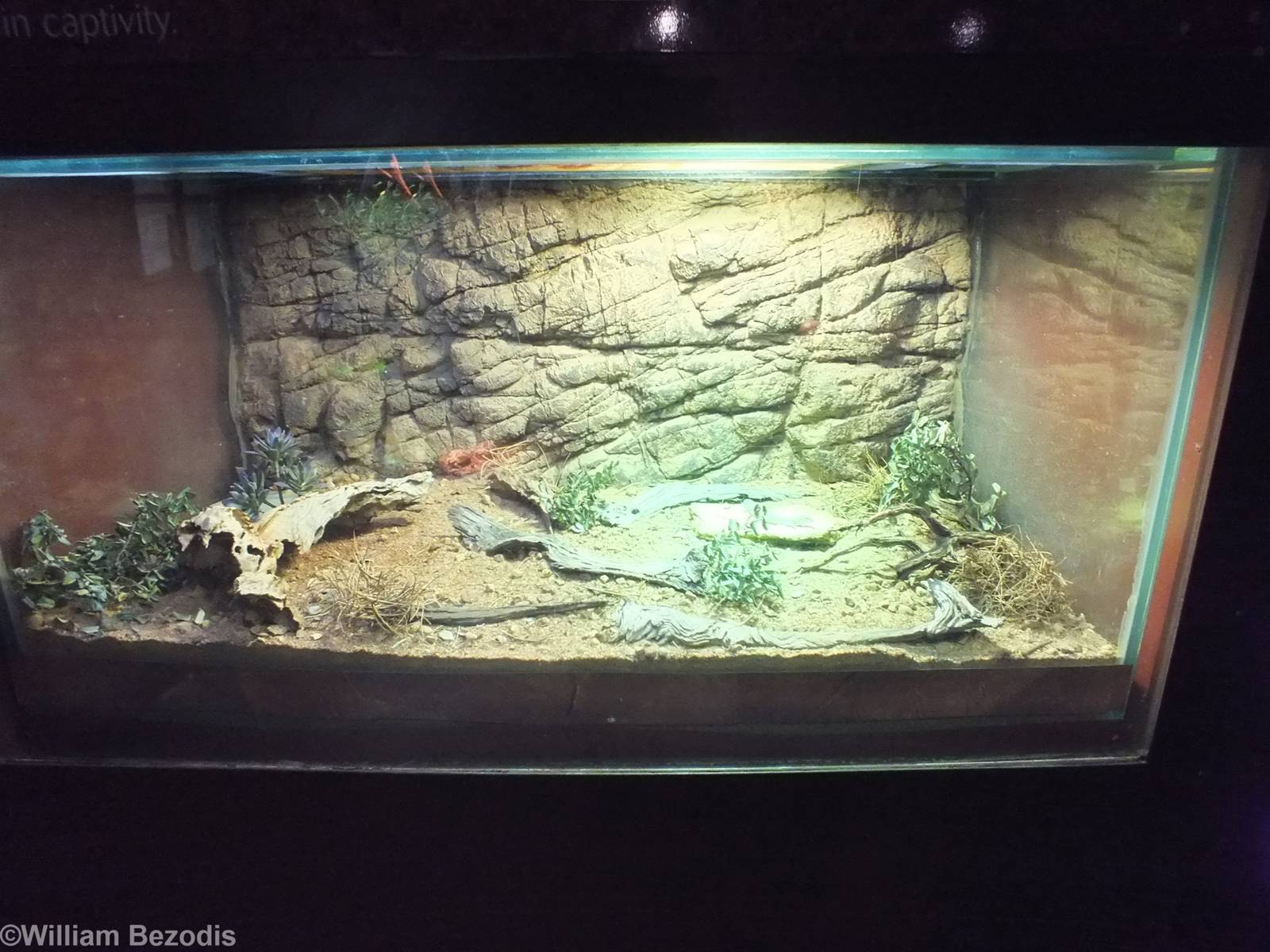 Dampier Peninsula Monitor Enclosure