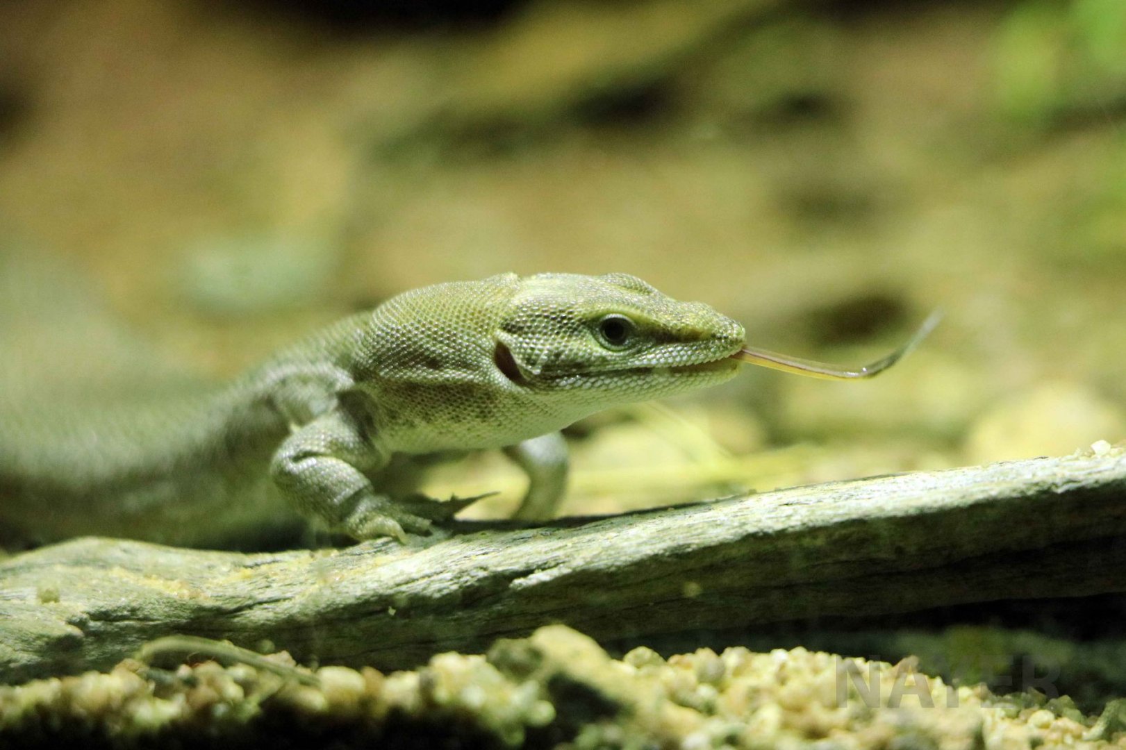 Dampier Peninsula monitor, June 2016