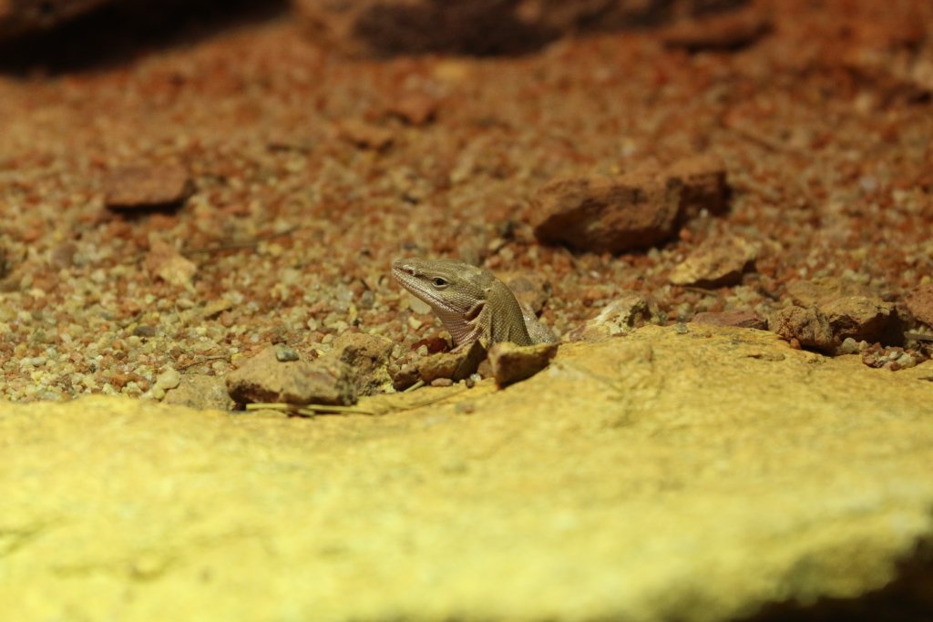 Dampier Peninsula Monitor - the only one in captivity