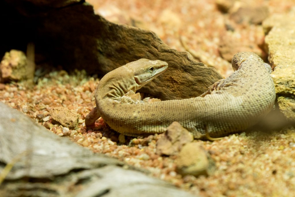 Dampier Peninsula Monitor