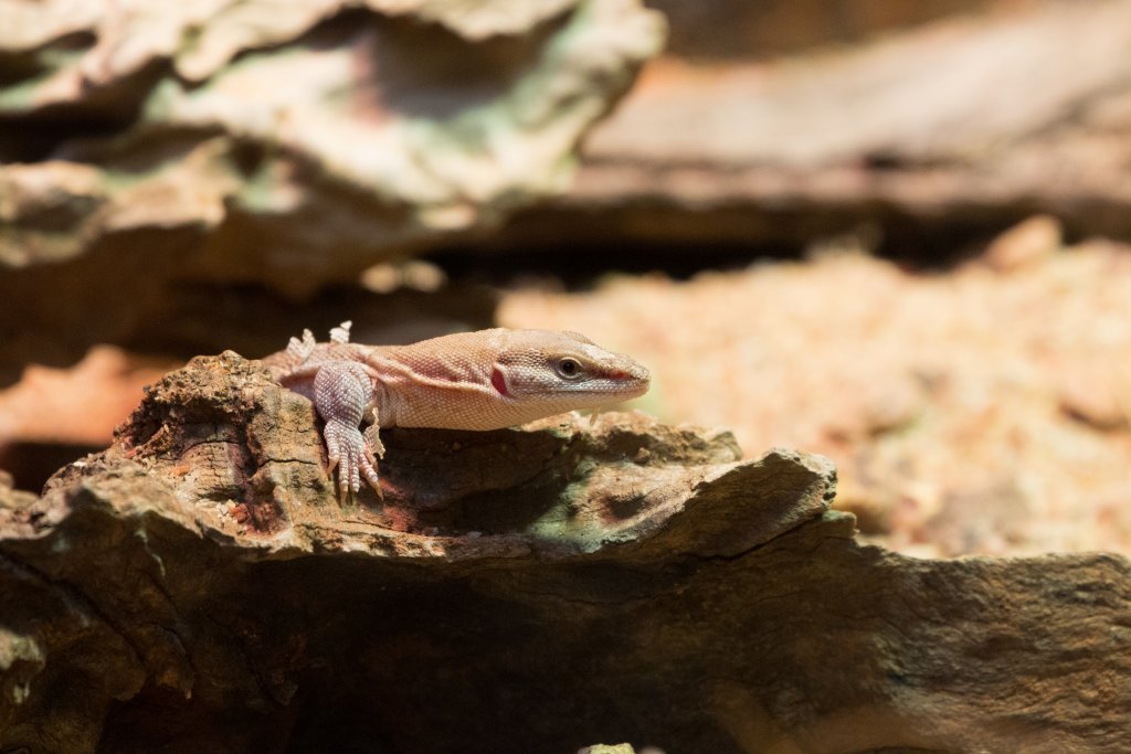 Dampier Peninsula Monitor