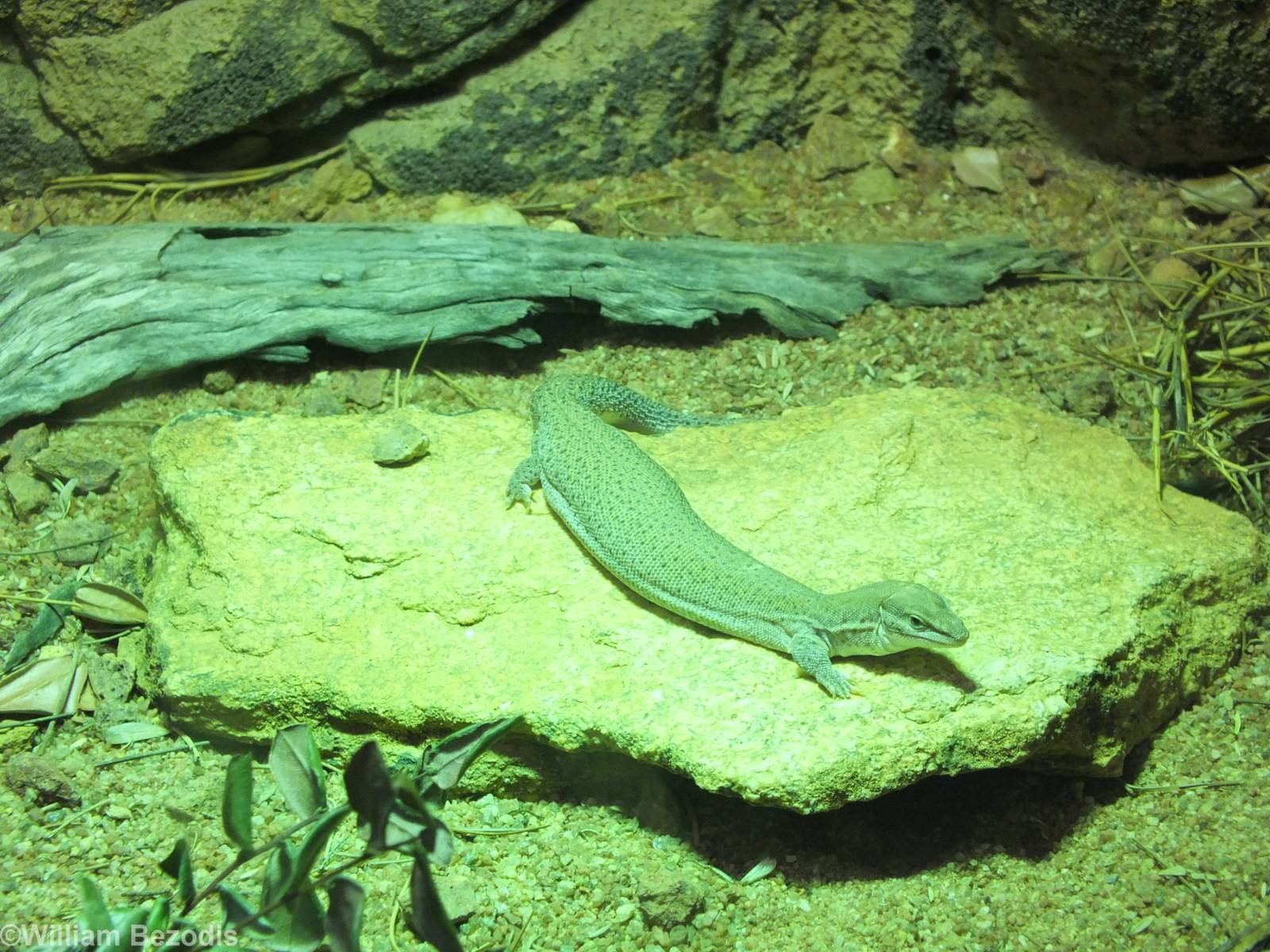 Dampier Peninsula Monitor