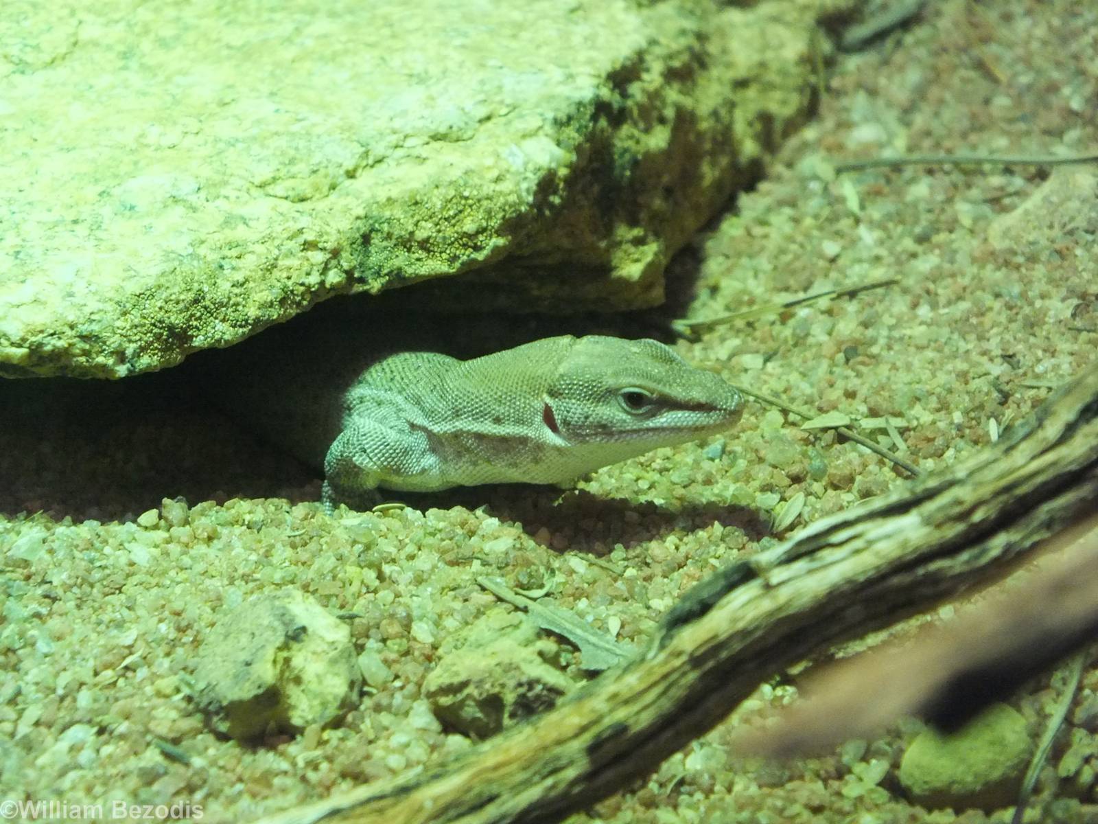Dampier Peninsula Monitor