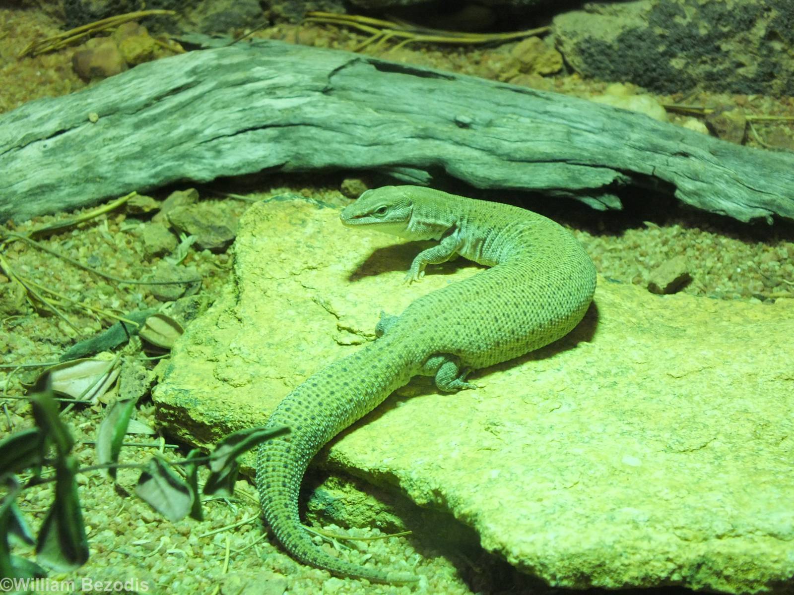 Dampier Peninsula Monitor