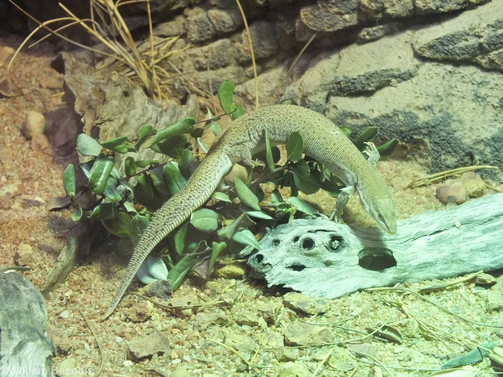 Dampier Peninsula Monitor