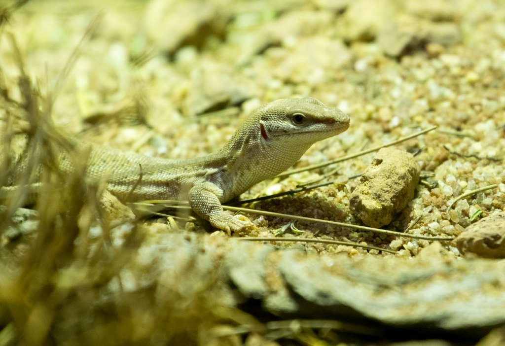 Dampier Peninsula Monitor