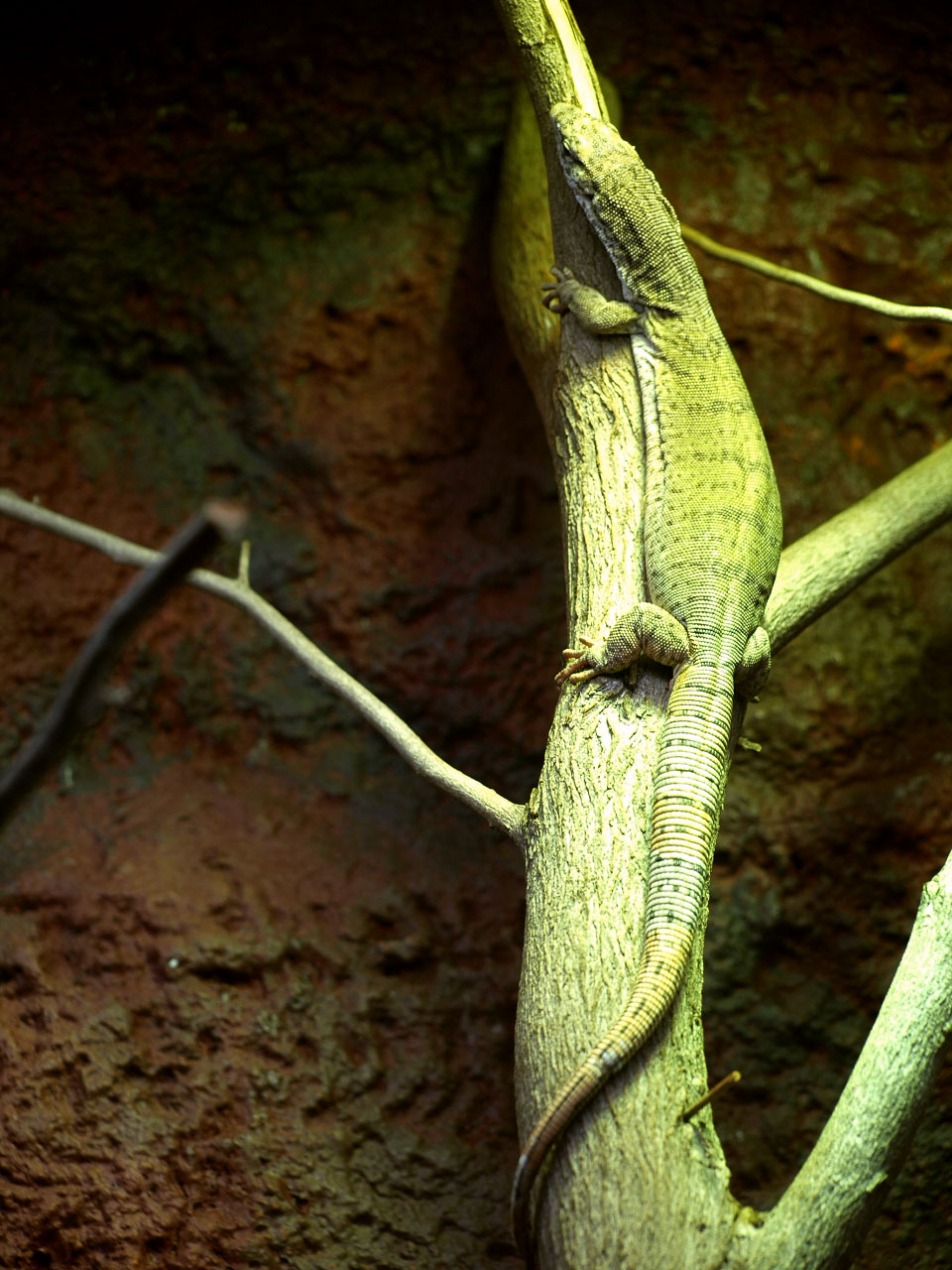 Dampier Peninsula Monitor