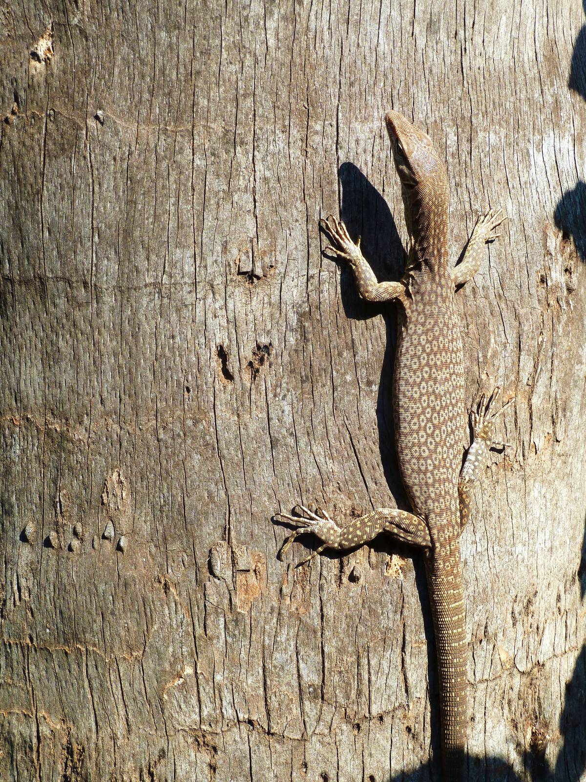Dampier Peninsula - Spotted Tree Monitor in Broome 11.11