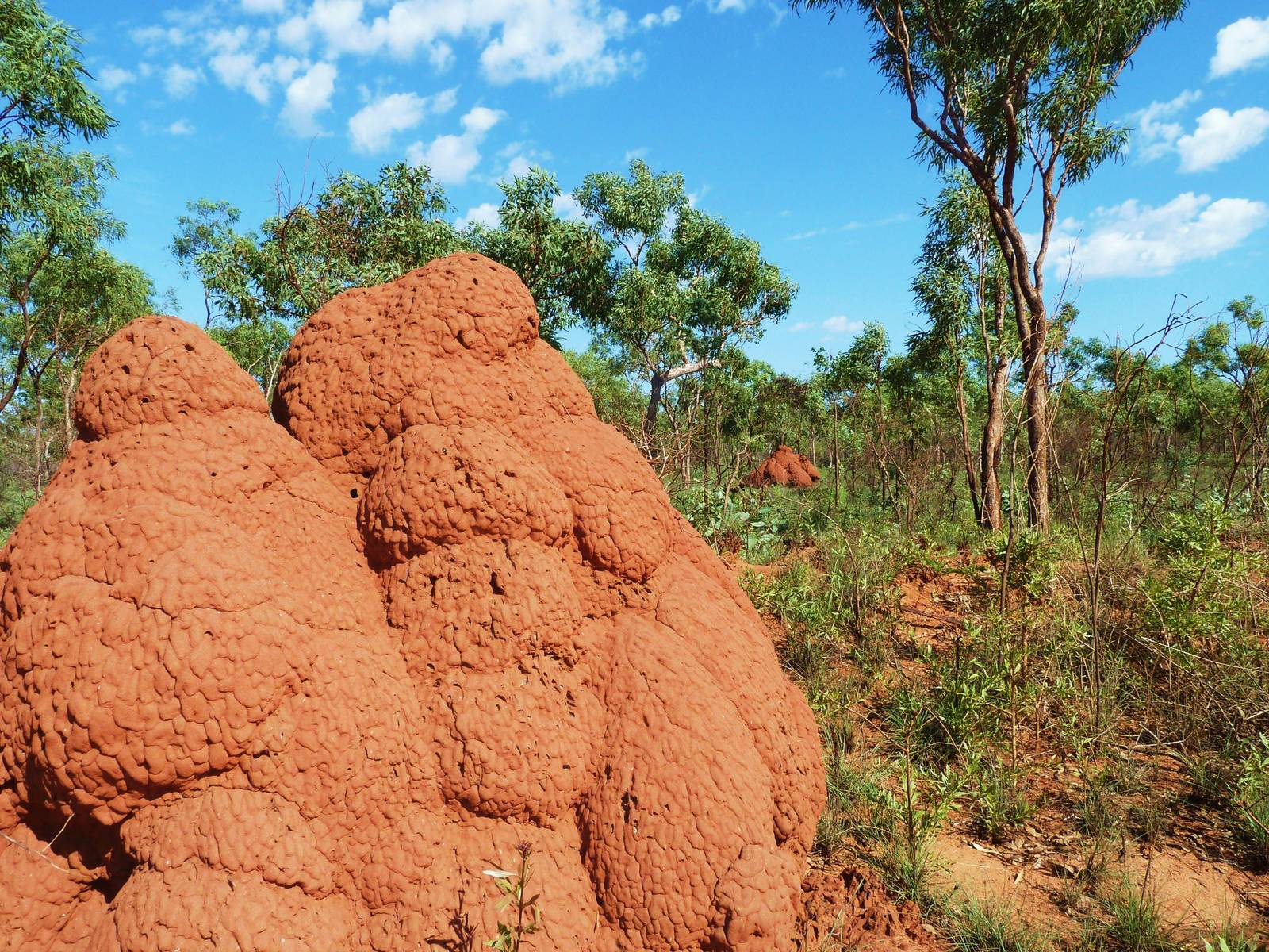 Dampier Peninsula - Termite Nests, Pindan woodland North of Broome 11.11
